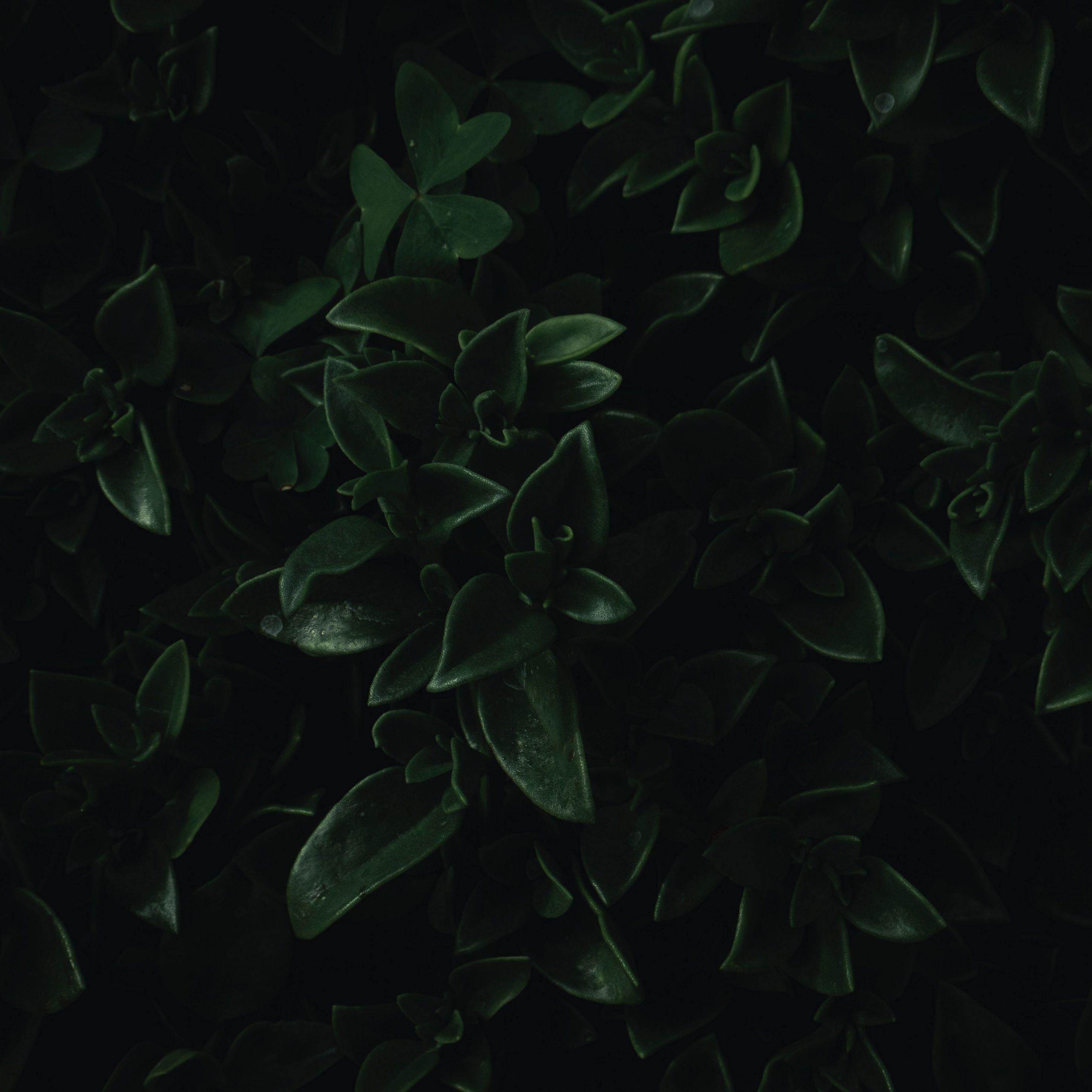 2932x2932 Download 2932x2932 wallpaper green leaves, close up, dark, portrait, ipad pro retina, 2932x2932 HD image, background, 18806