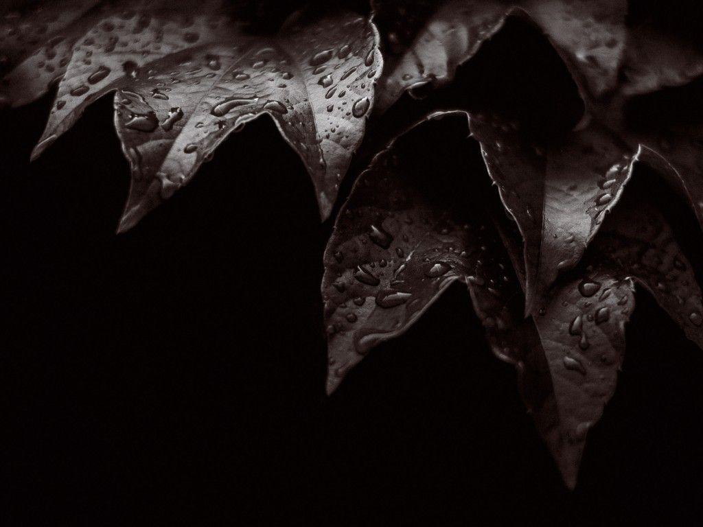 1024x768 Wallpaper Leaves, Dew drops, Water drops, Rain droplets, Dark, HD, Black/ Dark,. Wallpaper for iPhone, Android, Mobile and Desktop