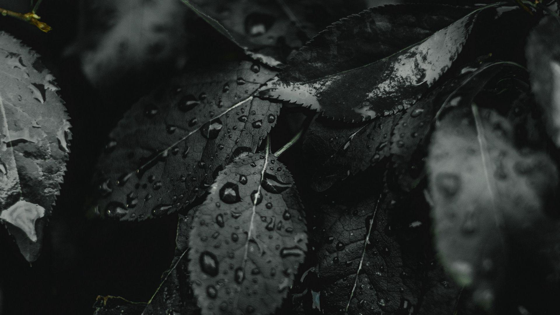 1920x1080 nature, plants, leaves, wetx1080 Wallpaper