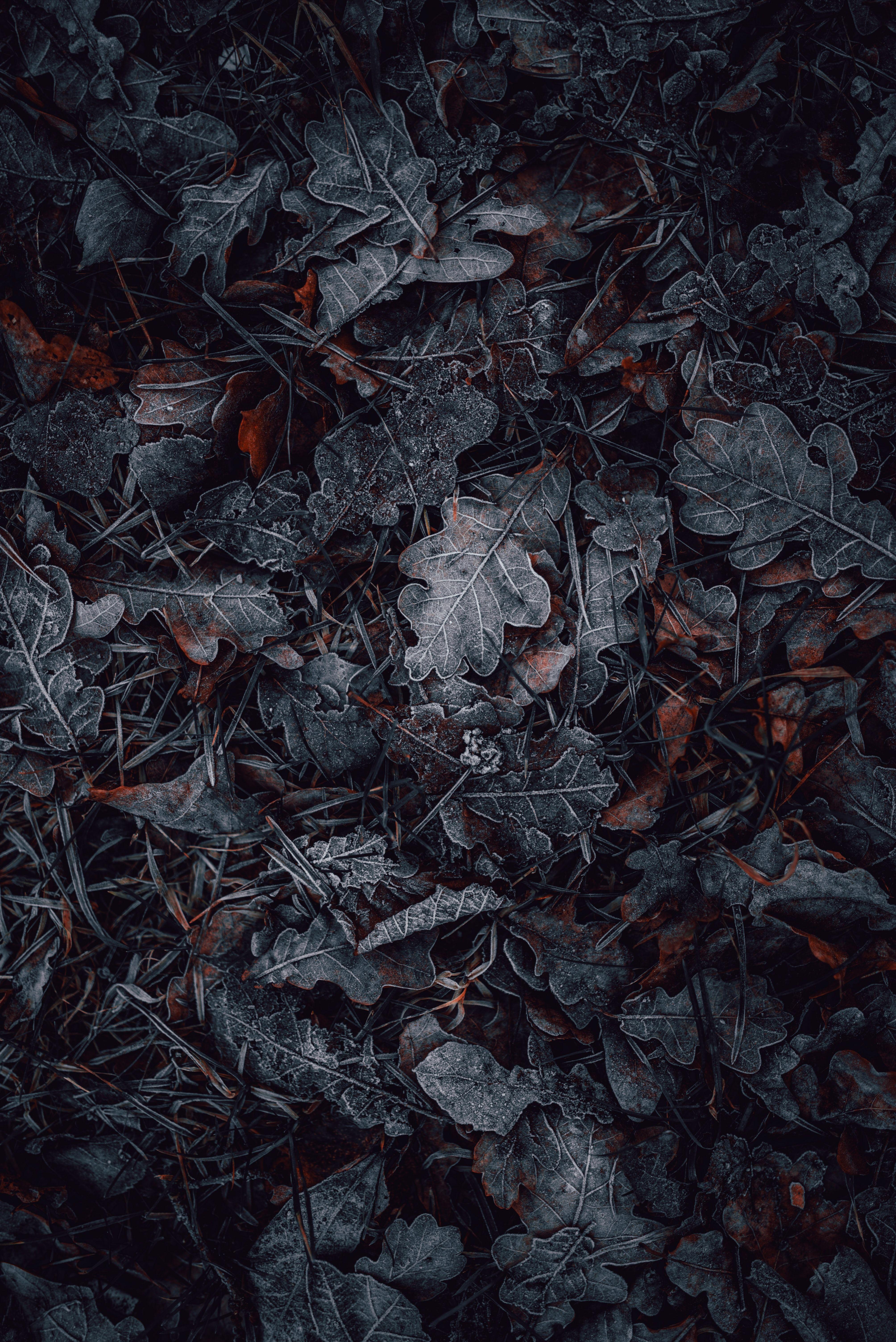4016x6016 Leaves Wallpaper 4K, Frozen, Dark, Winter, Night, Cold, Photography
