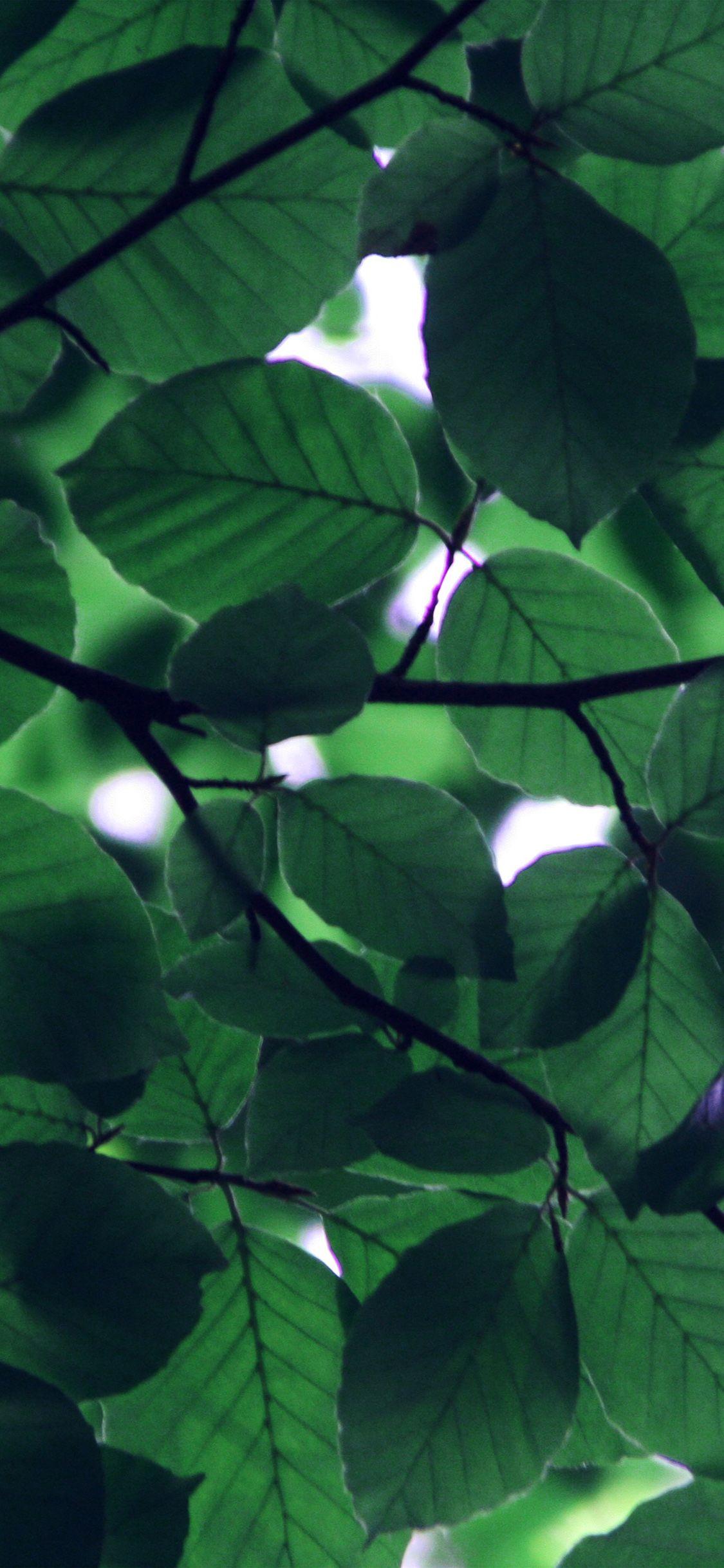 1125x2436 Tree Blossom Nature Leaf Green Dark Wallpaper