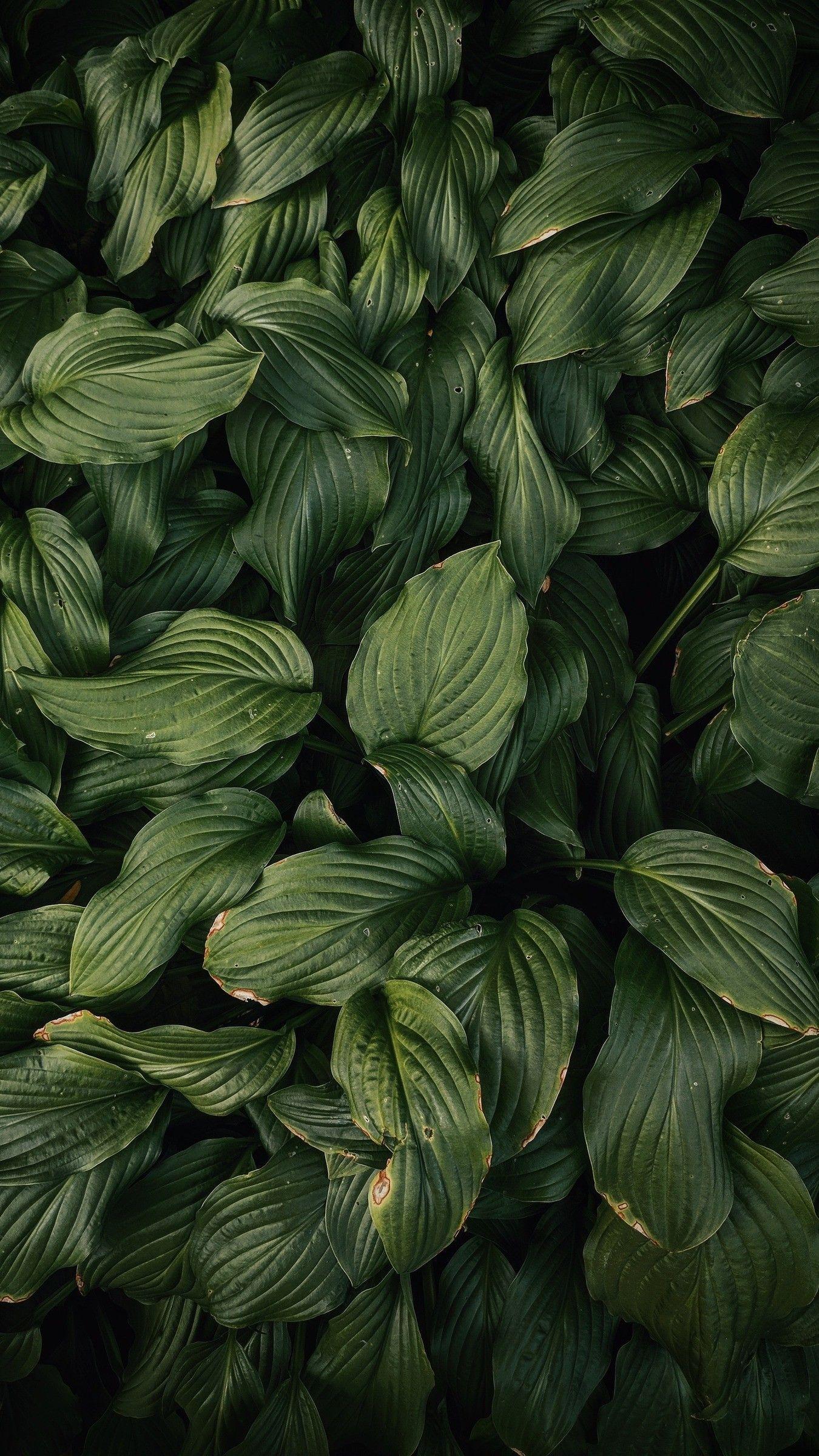 1350x2400 Dark Green Background