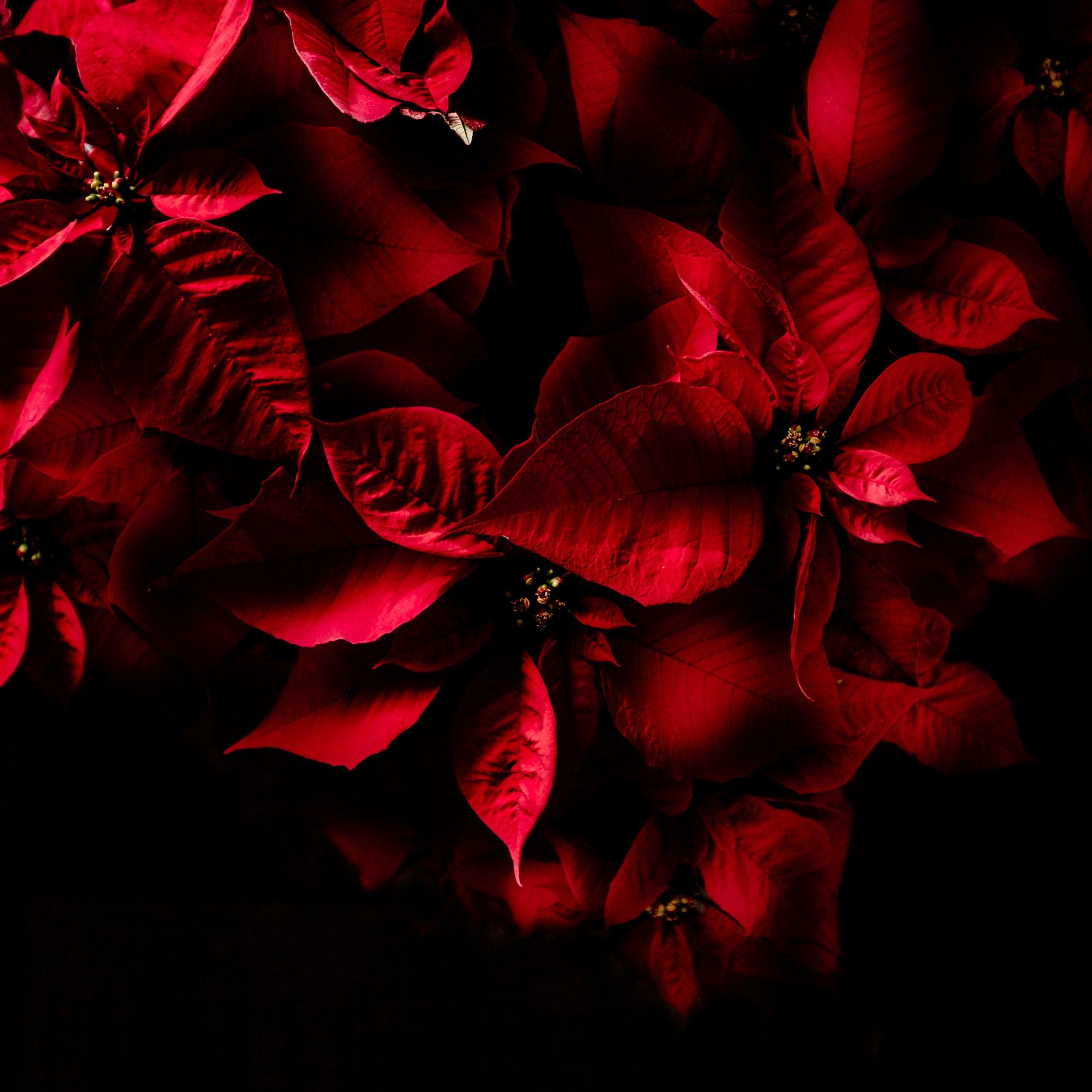 2560x2560 Wallpaper Red leaves, Dark, AMOLED, 4K, Flowers,. Wallpaper for iPhone, Android, Mobile and Desktop