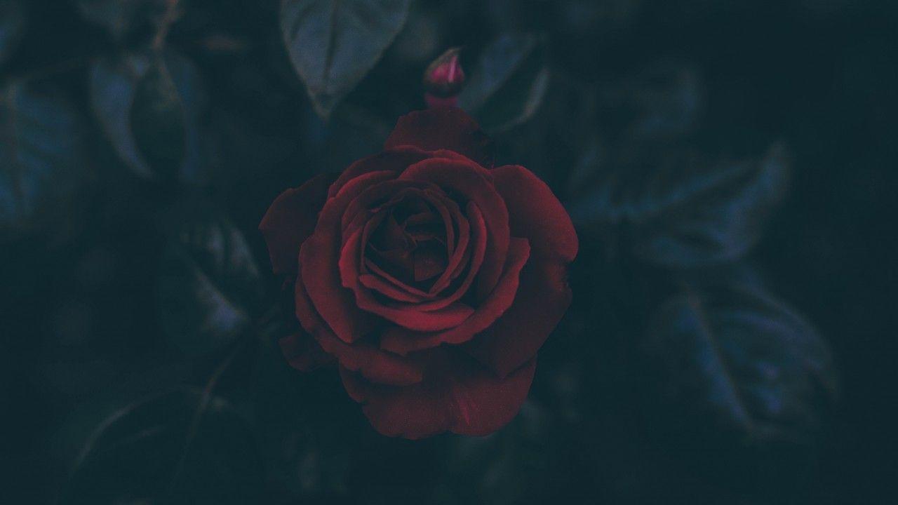 1280x720 Rose Bud Dark Leaves wallpaper. Rose Bud Dark Leaves