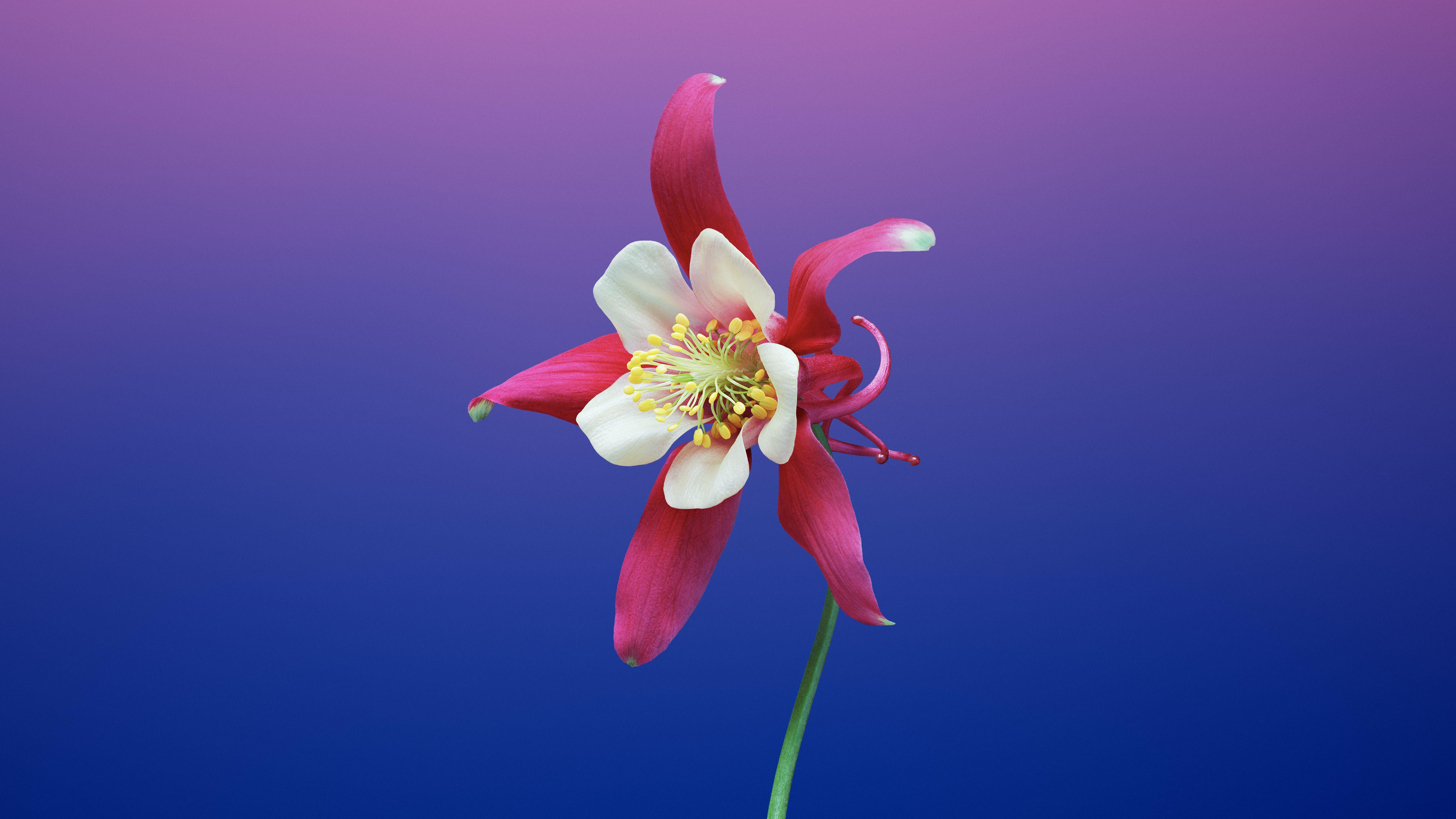 5120x2880 macOS Mojave includes new MacBook Pro and iMac marketing wallpaper, download here