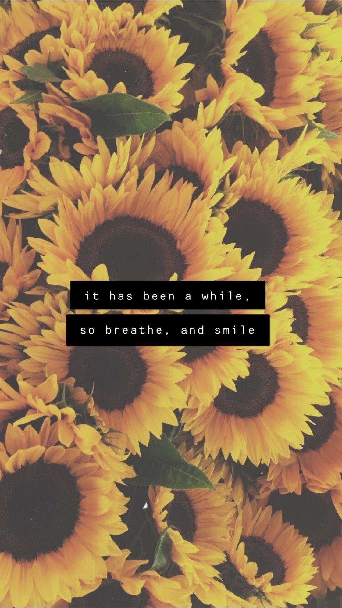 Sunflower quotes sunflowers with quotes HD phone wallpaper  Pxfuel