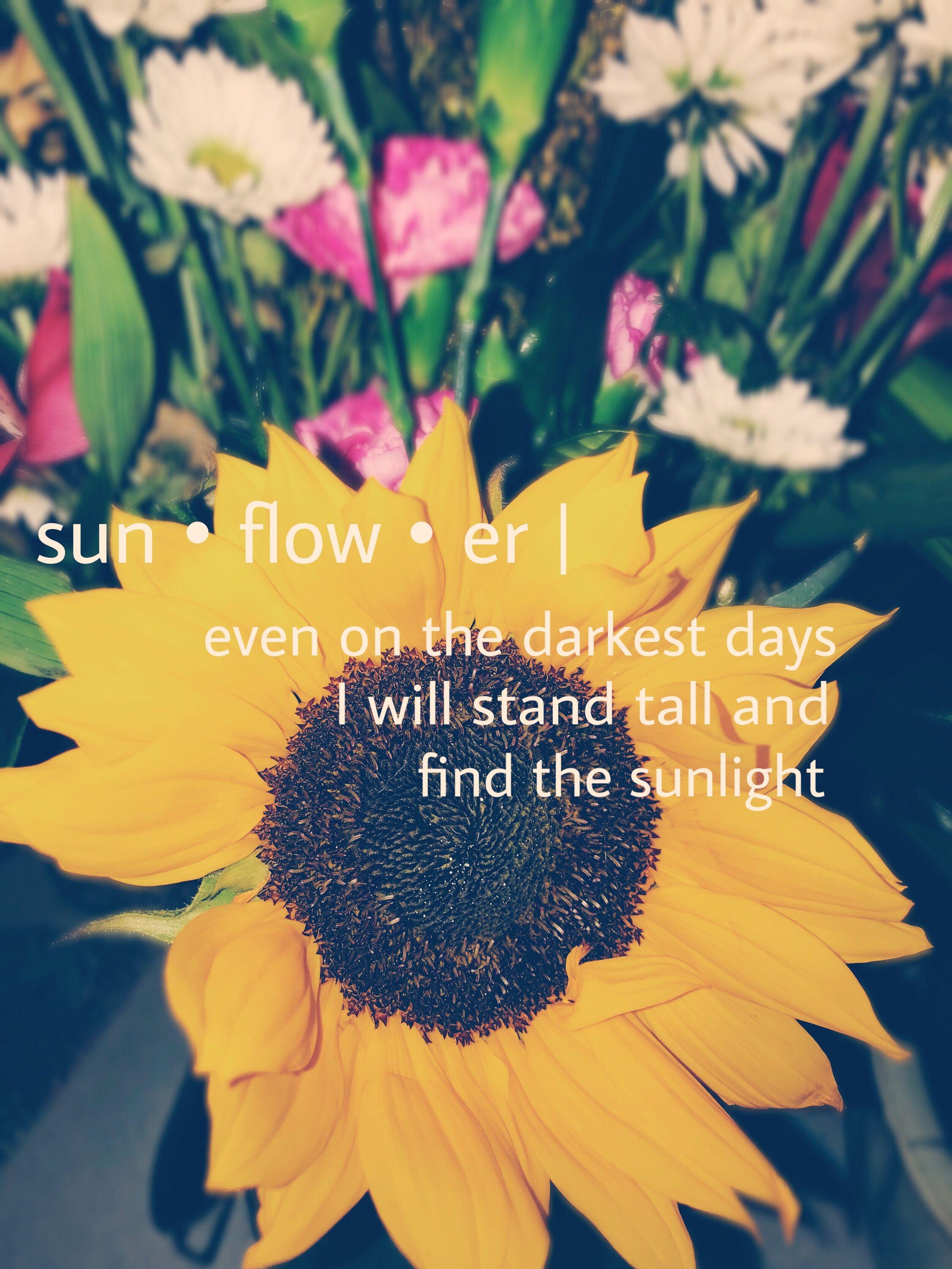 Sunflower Quotes Wallpapers - Top Free Sunflower Quotes Backgrounds
