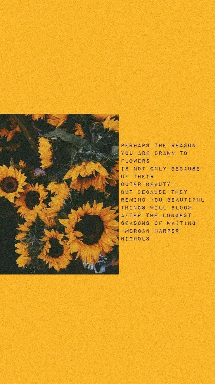 736x1309 Kramer Allison trên [Sunflowers].  Báo giá hình nền, Hình nền màu vàng, Hình nền hoa hướng dương