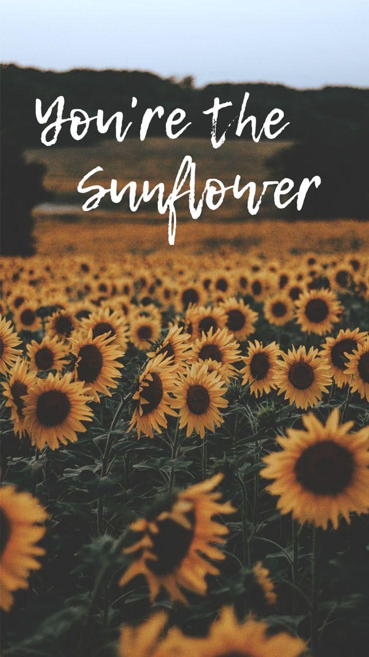 Featured image of post Tumblr Sunflower Wallpaper Quotes - Check out this fantastic collection of sunflower quotes wallpapers, with 53 sunflower quotes background images for your desktop, phone or tablet.