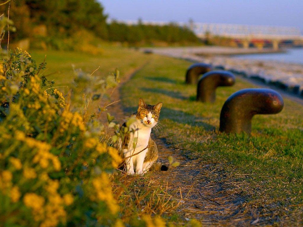 1024x768 A cat sits on a footpath wallpaper and image, picture, photo