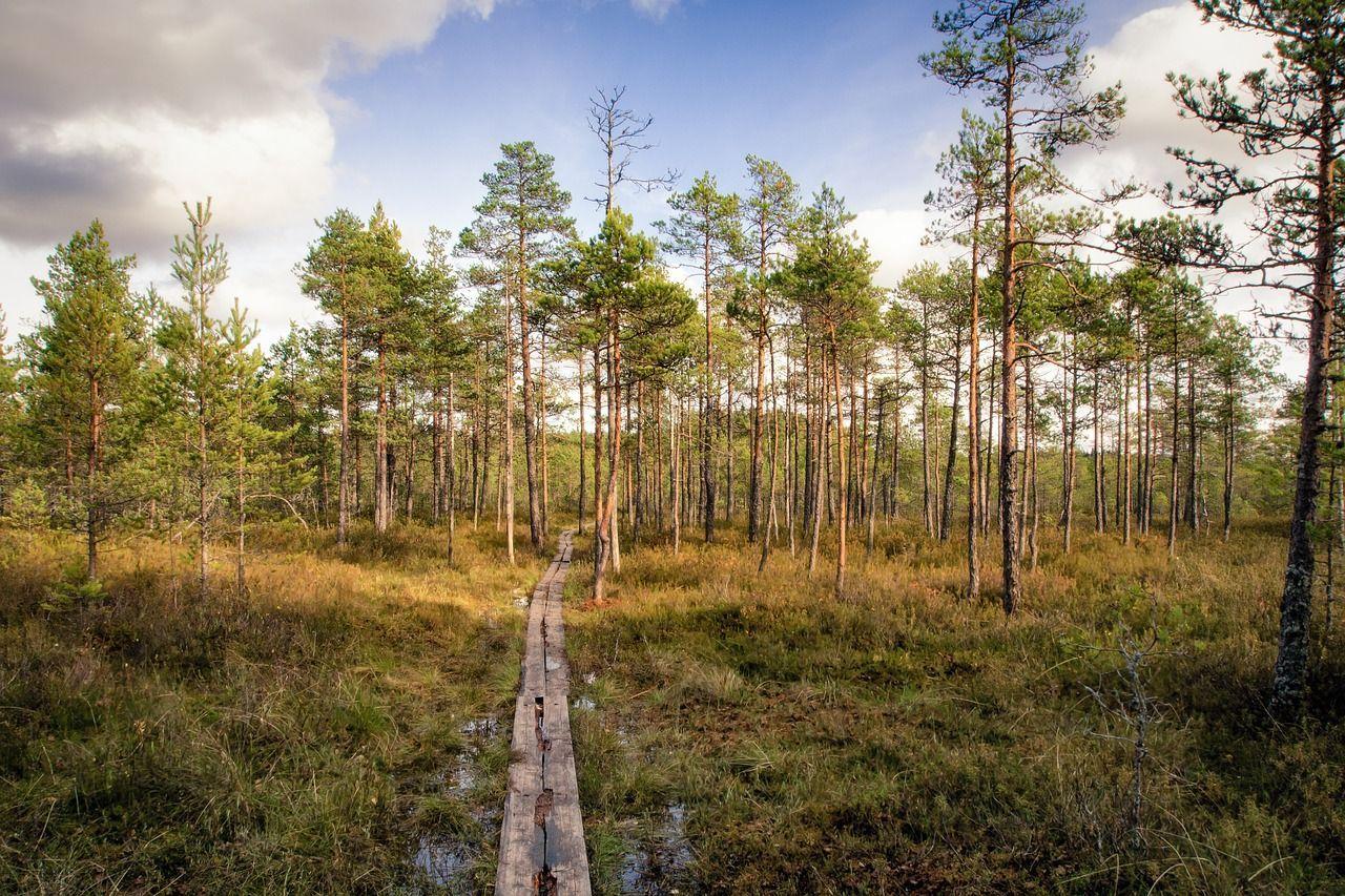 1280x853 Forest, Footpath, Forest, Swamp, Nature, Path #forest, #footpath, #forest, #swamp, #nature, #path. Forest photo, Photo, Landscape