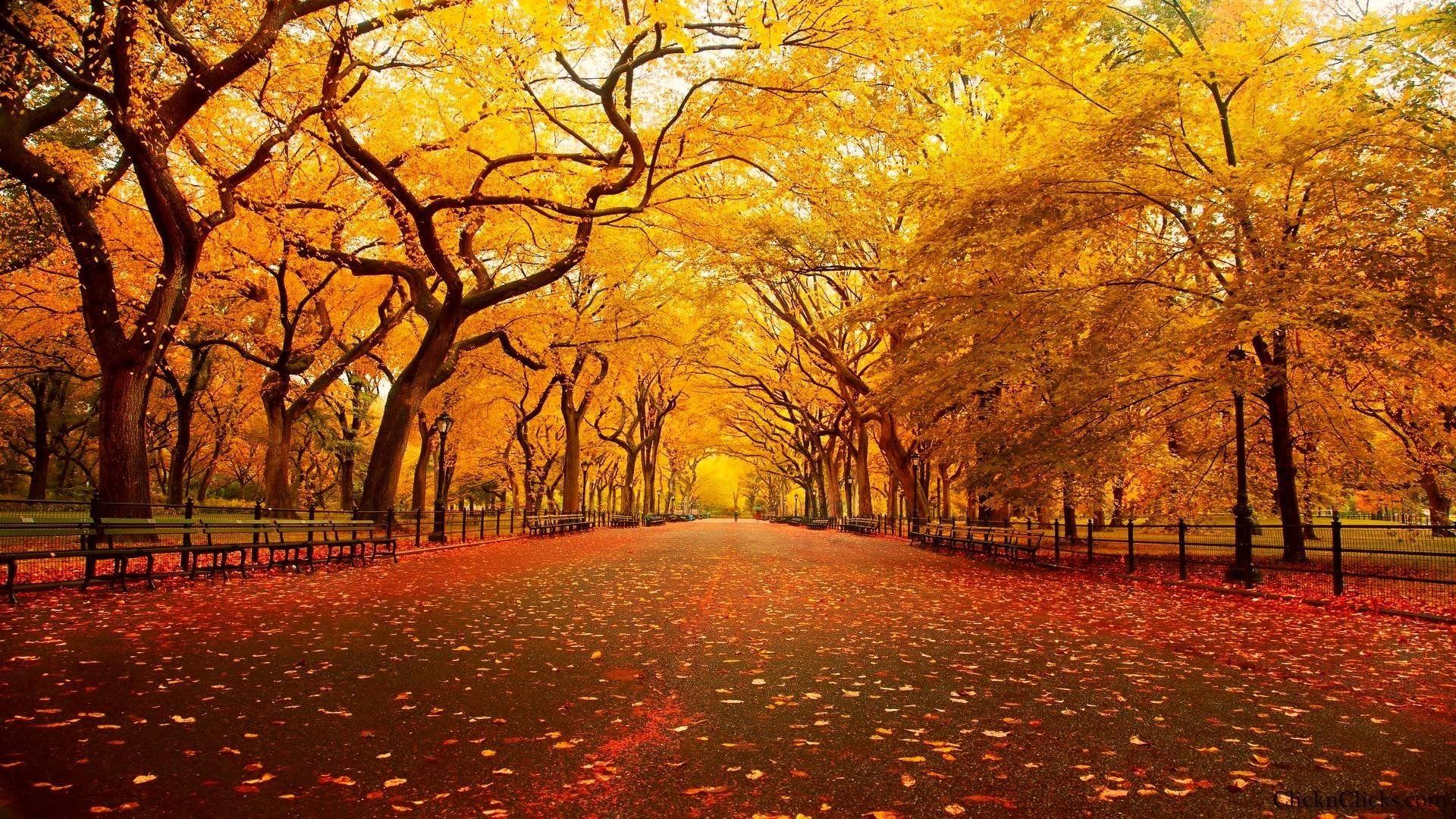 1920x1080 Central Park New York HD wallpaper