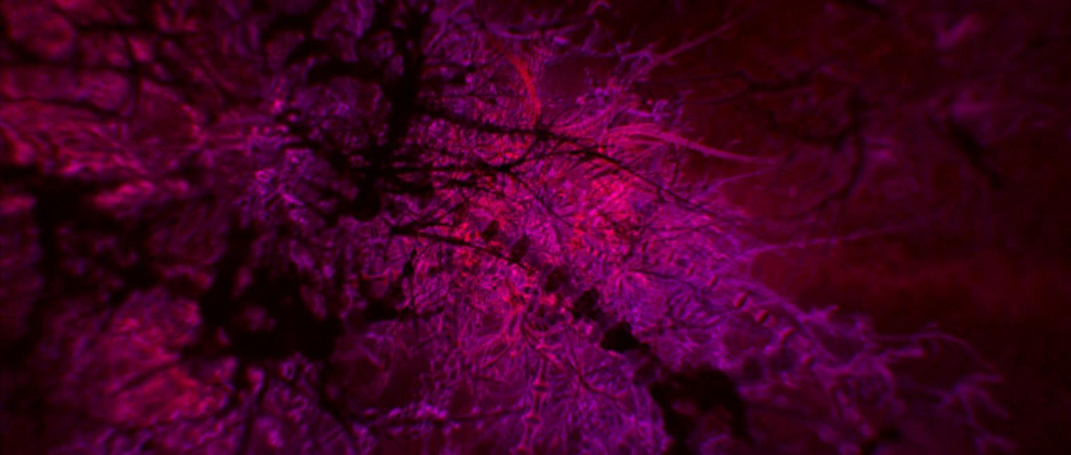 1520x646 Enter the Void (2009)