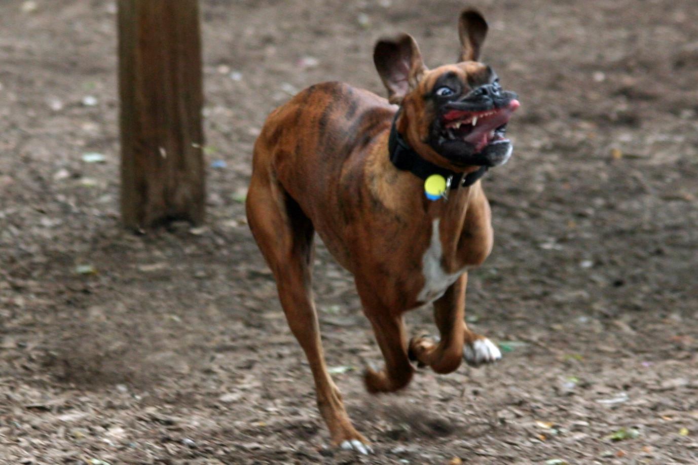 1377x918 Dog Goes Super Full Derp Mode Playing Fetch At The Park