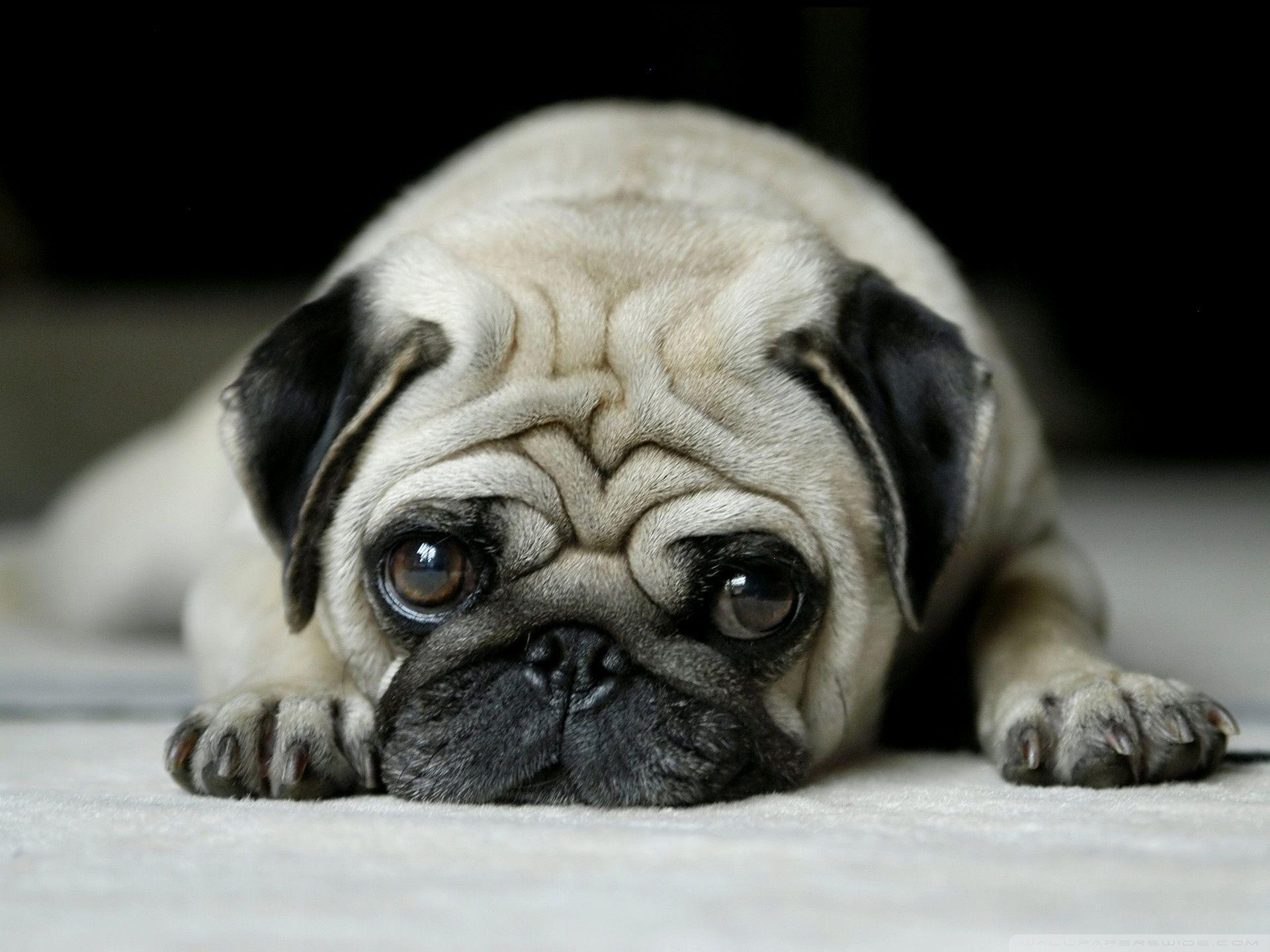 1920x1440 Cute Vodafone Dog Wallpaper