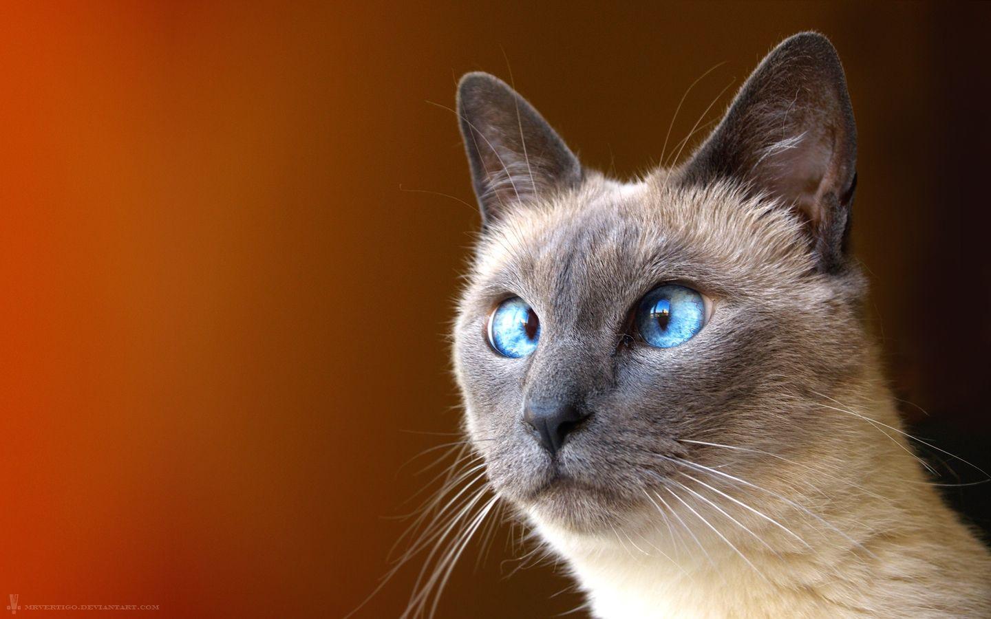 1440x900 cats stare derp 1440x900 wallpaper High Quality Wallpaper, High Definition Wallpaper
