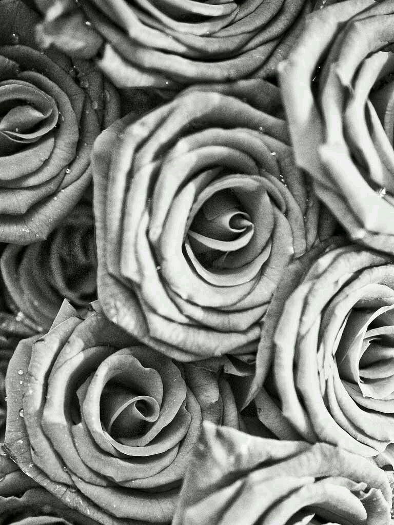 768x1024 Black and white roses phone wallpaper/ background