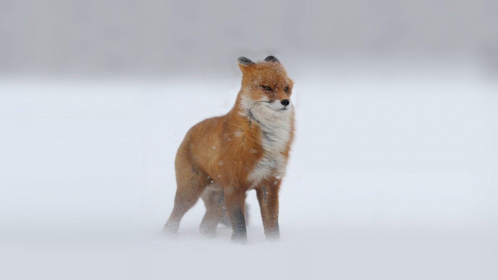 1600x900 Fox wallpaperx900