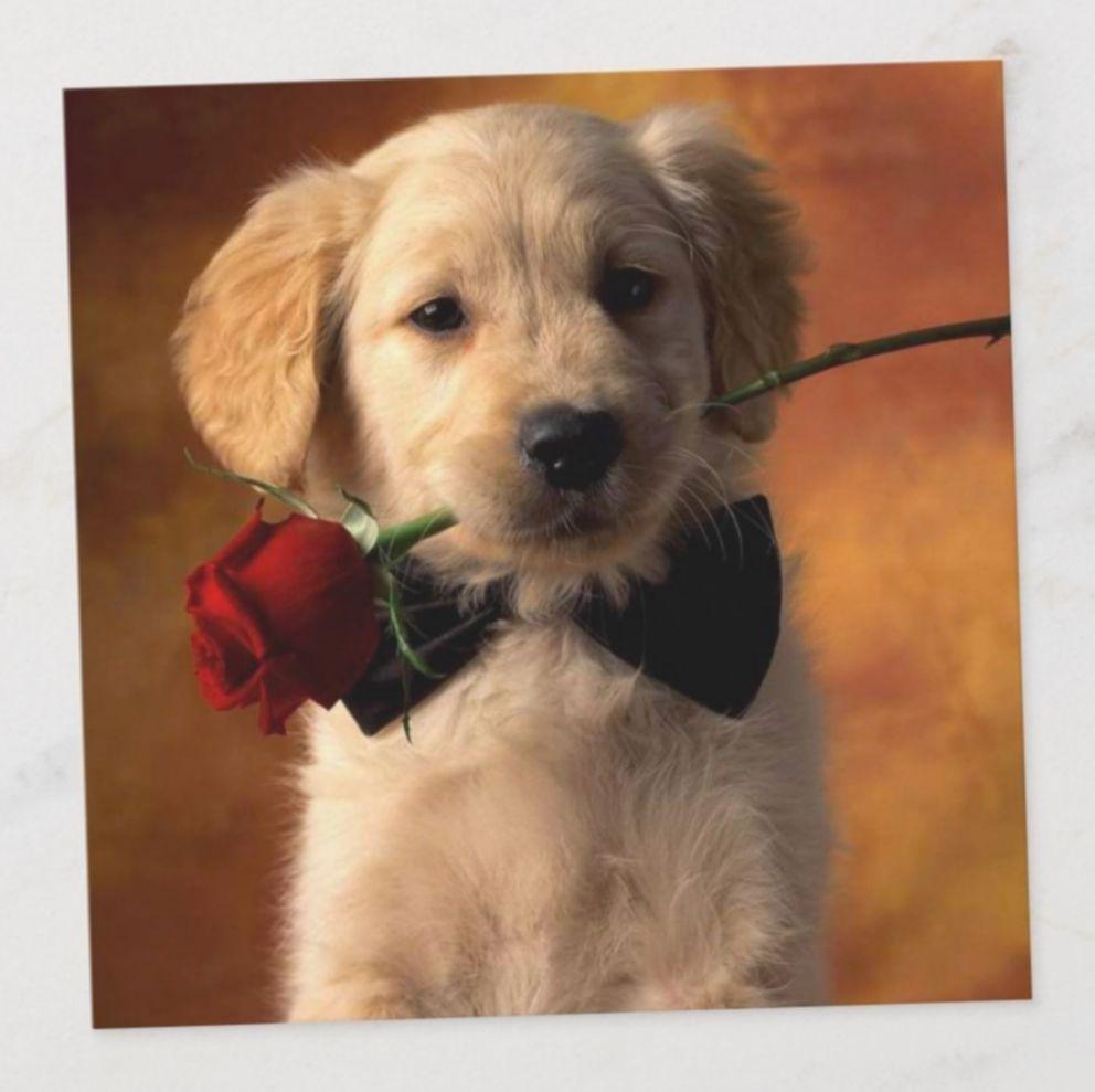 992x989 Cute Dogs Wallpaper Golden Retrievers. Cute puppy wallpaper, Retriever puppy, Cute dog wallpaper