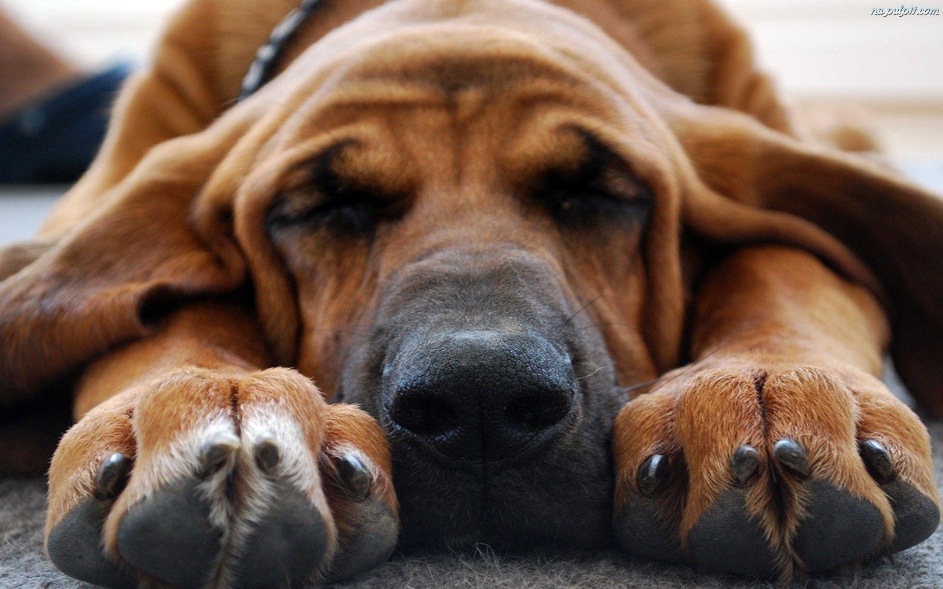 1920x1200 Bloodhound wallpaper, Animal, HQ Bloodhound pictureK Wallpaper 2019