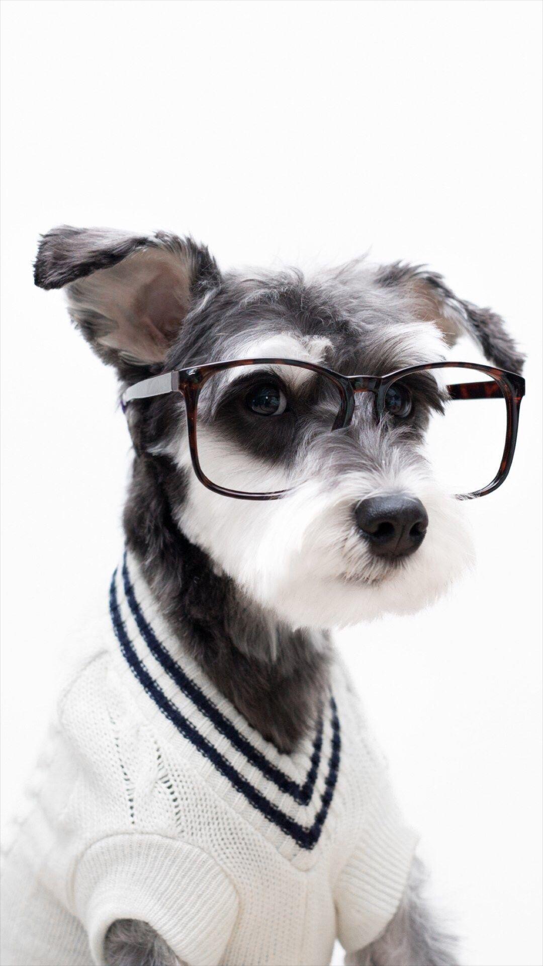 1080x1920 Schnauzer Cute Pet Lovely Puppy Dog iPhone 8 Wallpaper Free Download