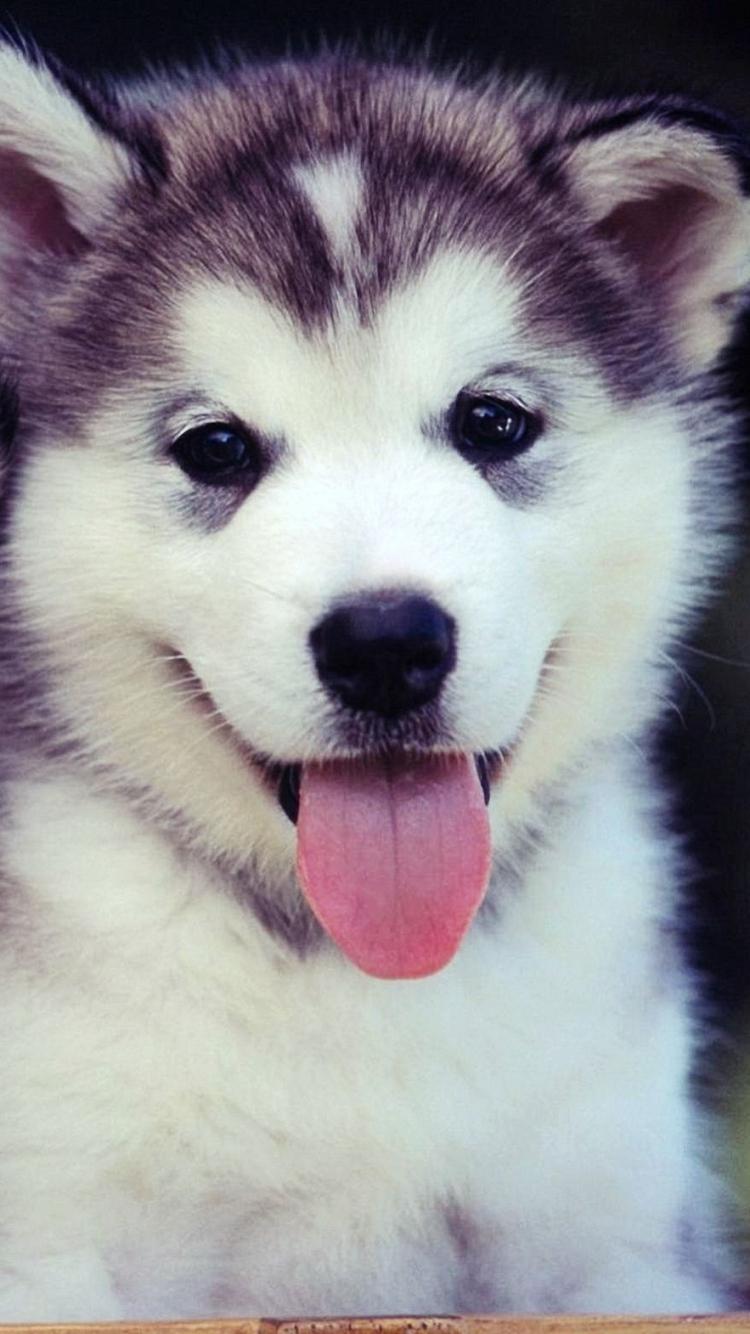 750x1334 Cute Puppies Phone Wallpaper