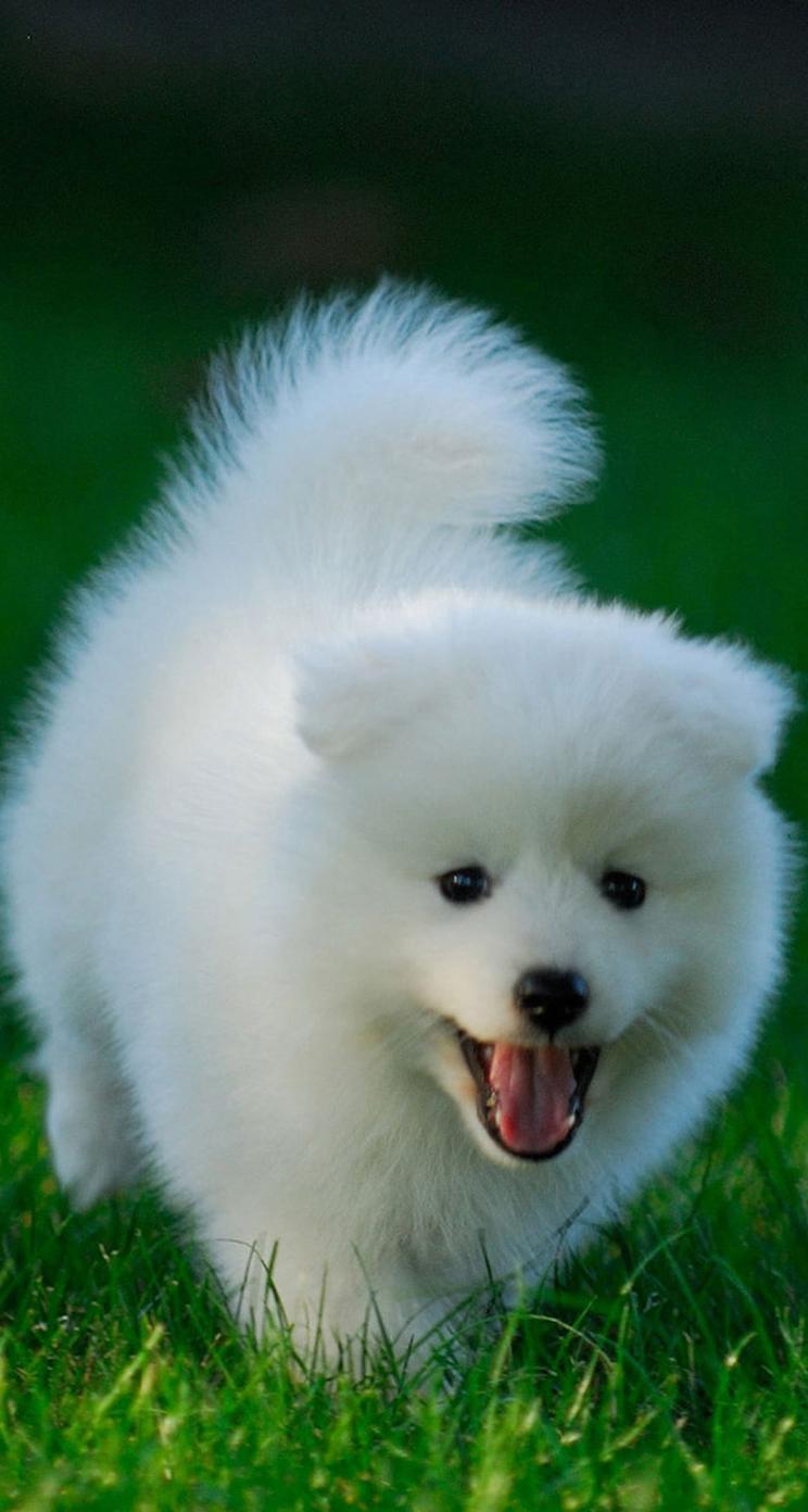 744x1392 Puppies iPhone Wallpaper, Picture