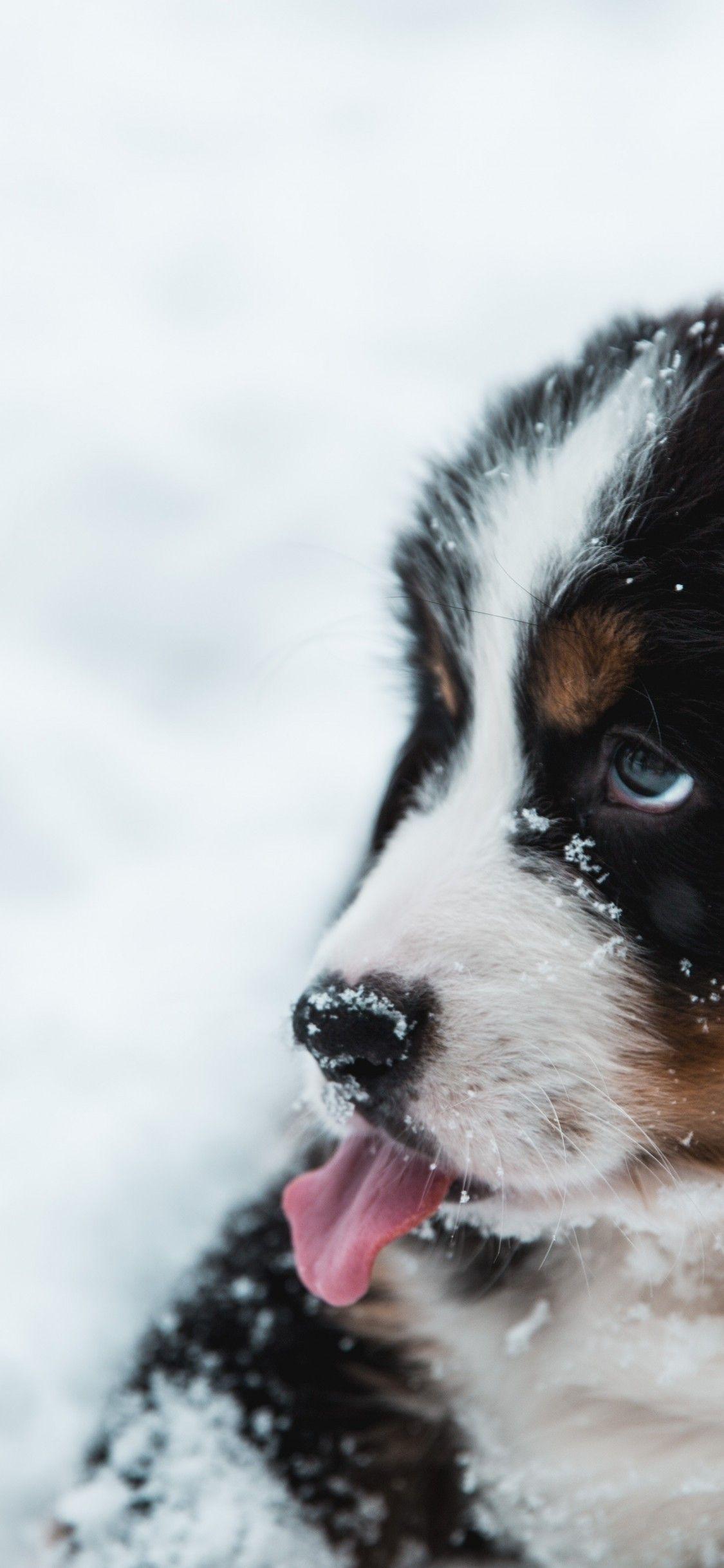 1125x2436 Download 1125x2436 Cute Puppy, Snow, Tongue, Dog Wallpaper for iPhone X