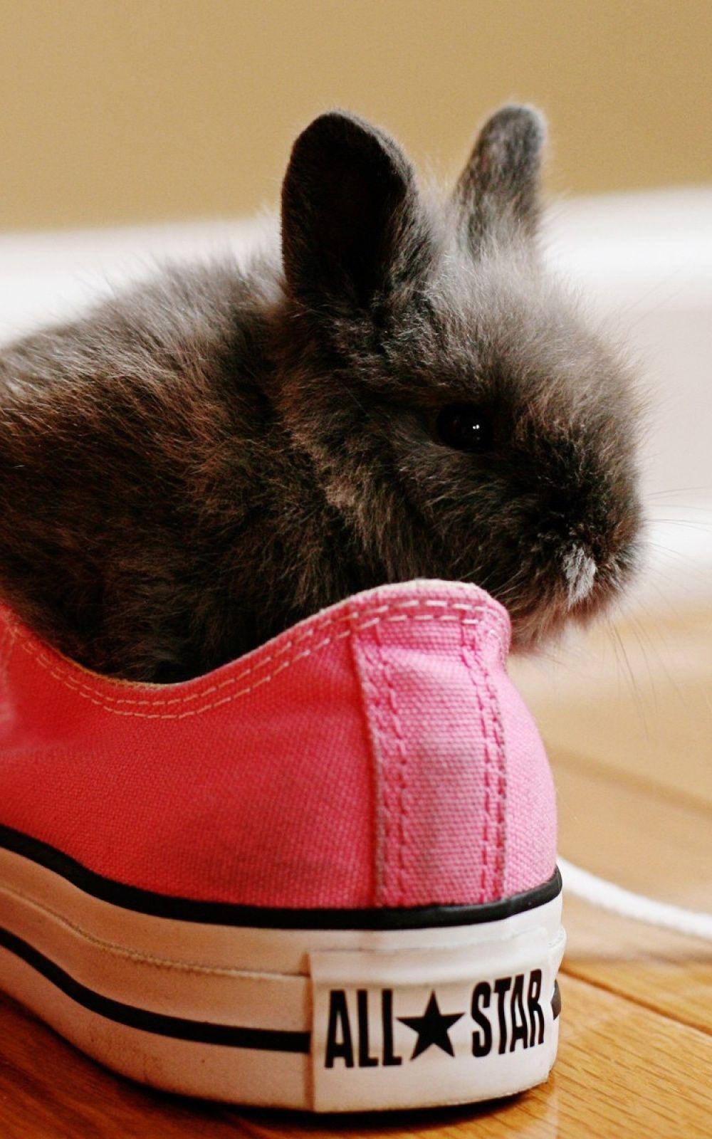 1000x1600 Cute Black Bunny Pink Converse All Star iPhone 6 Plus HD Wallpaper HD