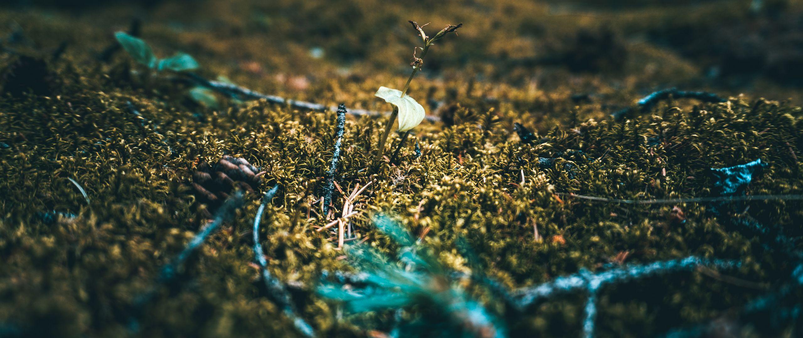 2560x1080 Panoramic Background Wallpaper Photo