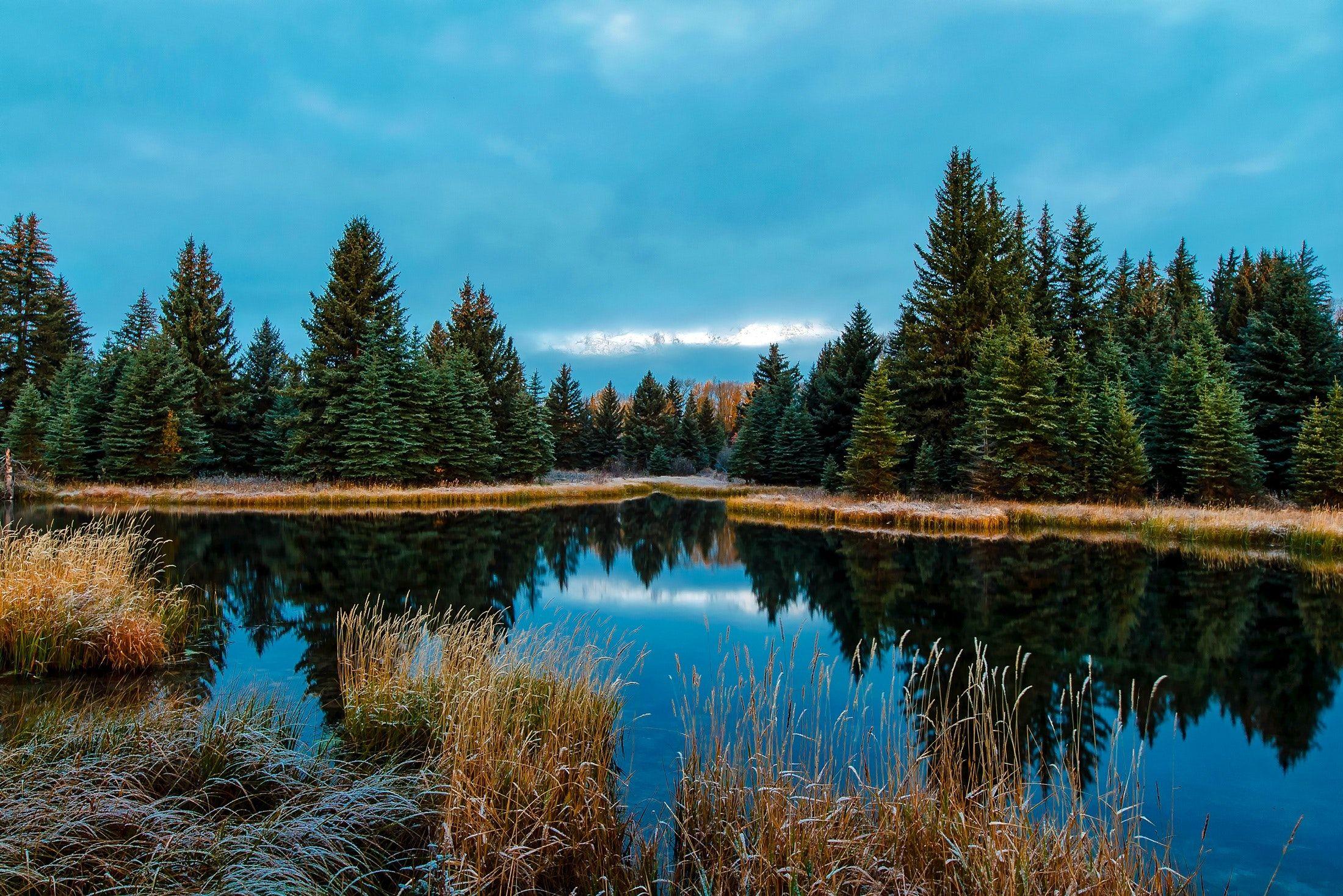 Panoramic Forest Wallpaper