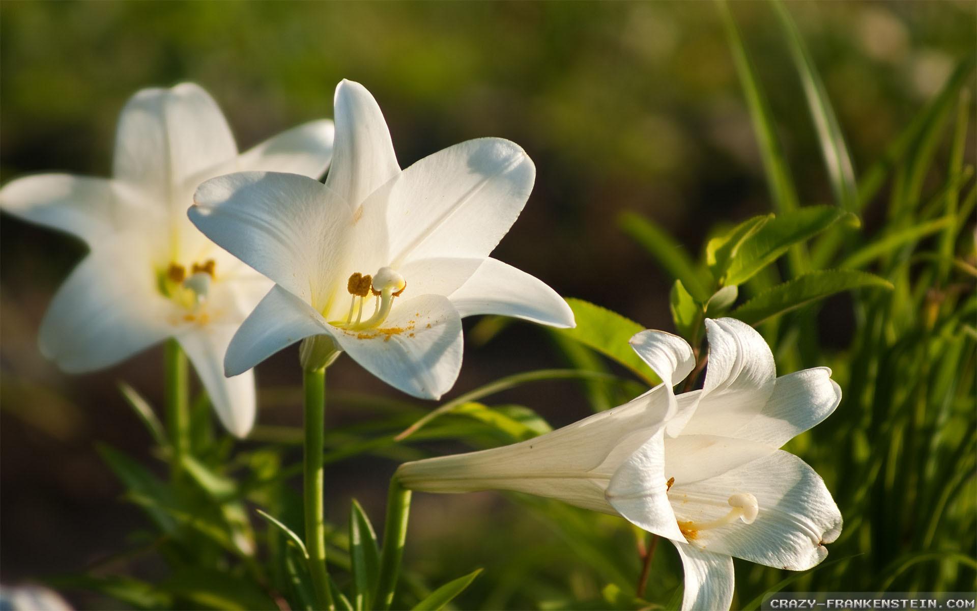 Easter Lily Wallpapers - Top Free Easter Lily Backgrounds - WallpaperAccess