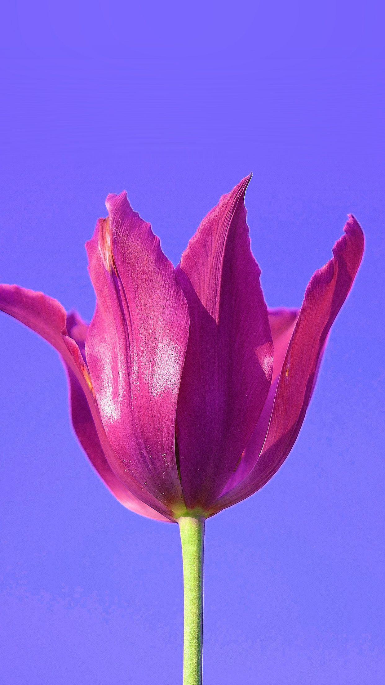1242x2208 flower art minimal purple red nature