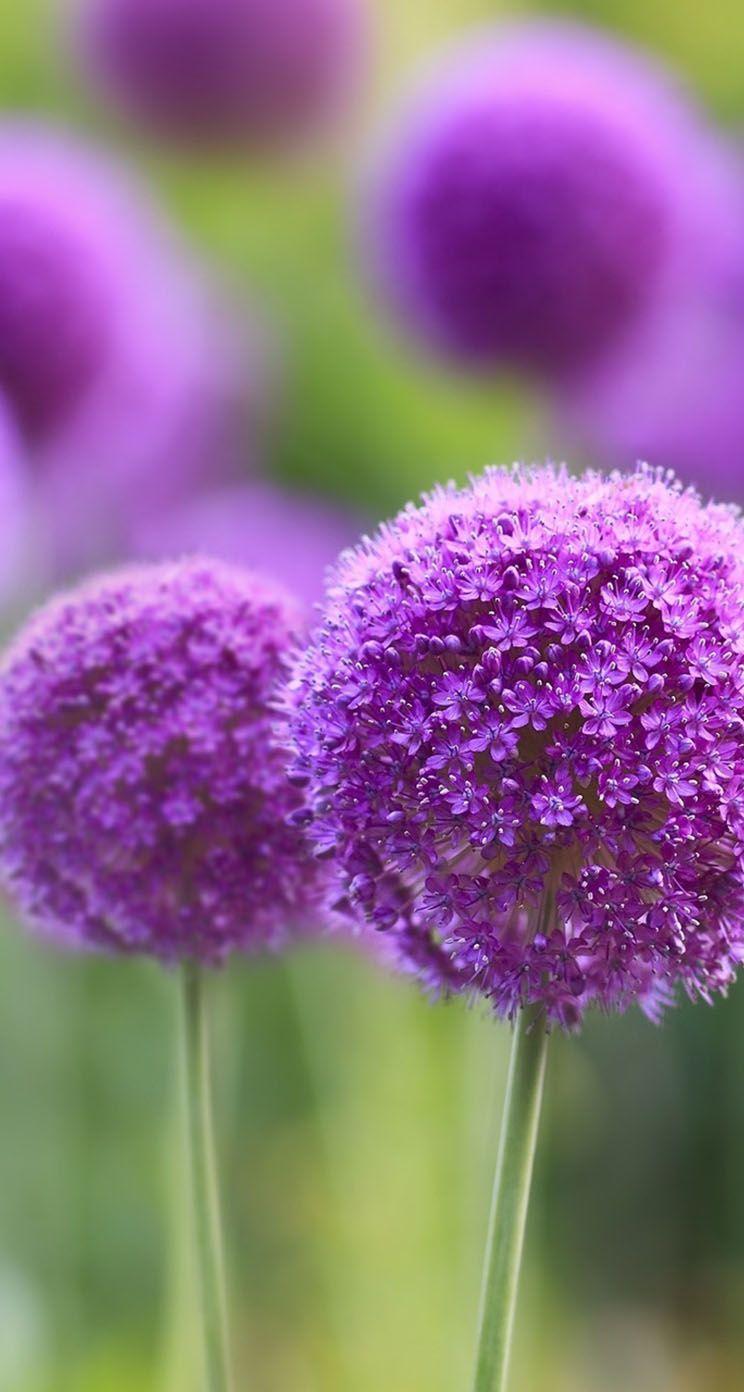 744x1392 The iPhone Wallpaper Natural Purple Flowers