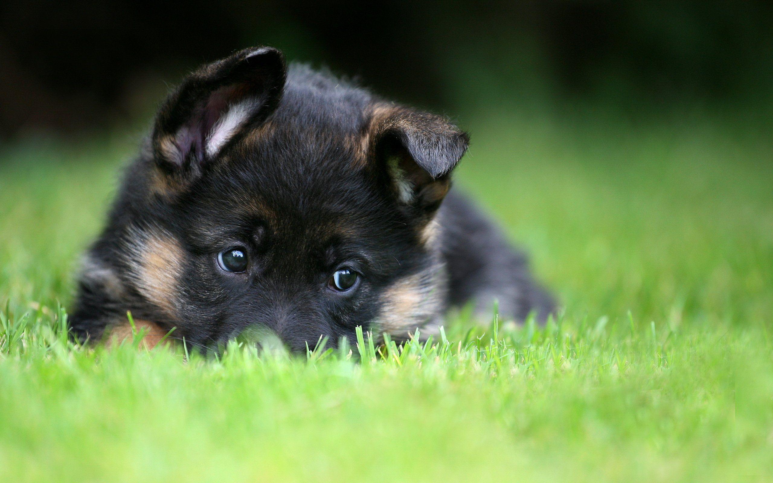 Wallpaper German Shepherd Puppy Herding Dog Siberian Husky Dog  Background  Download Free Image