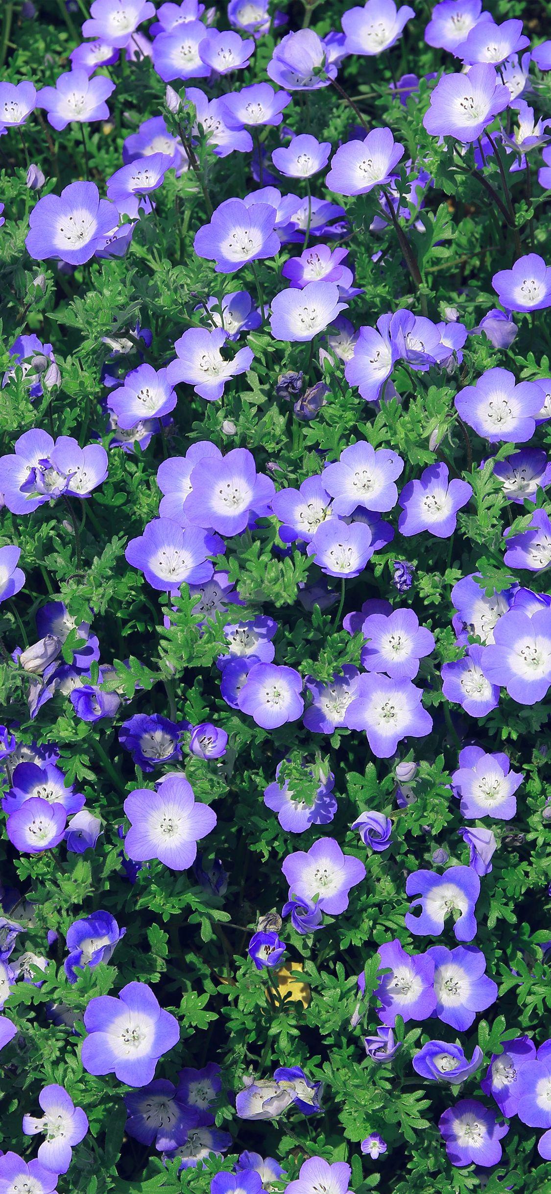 1125x2436 Flower Spring Purple Nature Wallpaper