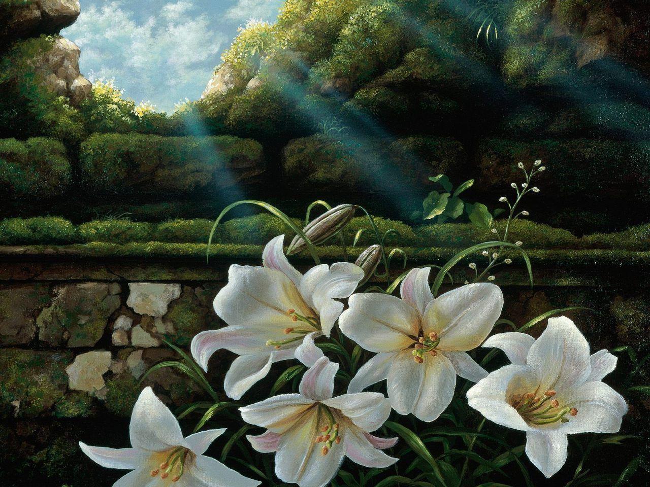 1280x960 yellow easter lilly betrayal; sprung up when Judas betrayed Jesus. Lilies of the field, Lily painting, Lily wallpaper