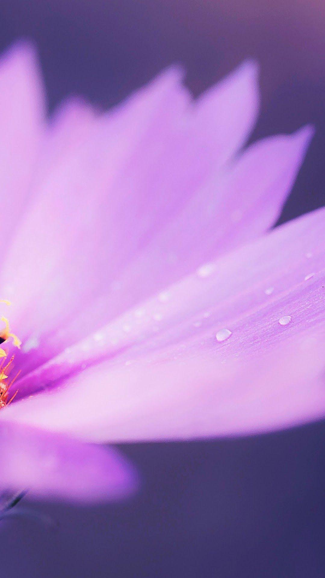 1080x1920 Purple Flower, Nature iPhone 6s, 6 HD Wallpaper, Image, Background, Photo and Picture. Mocah.org HD Wallpaper