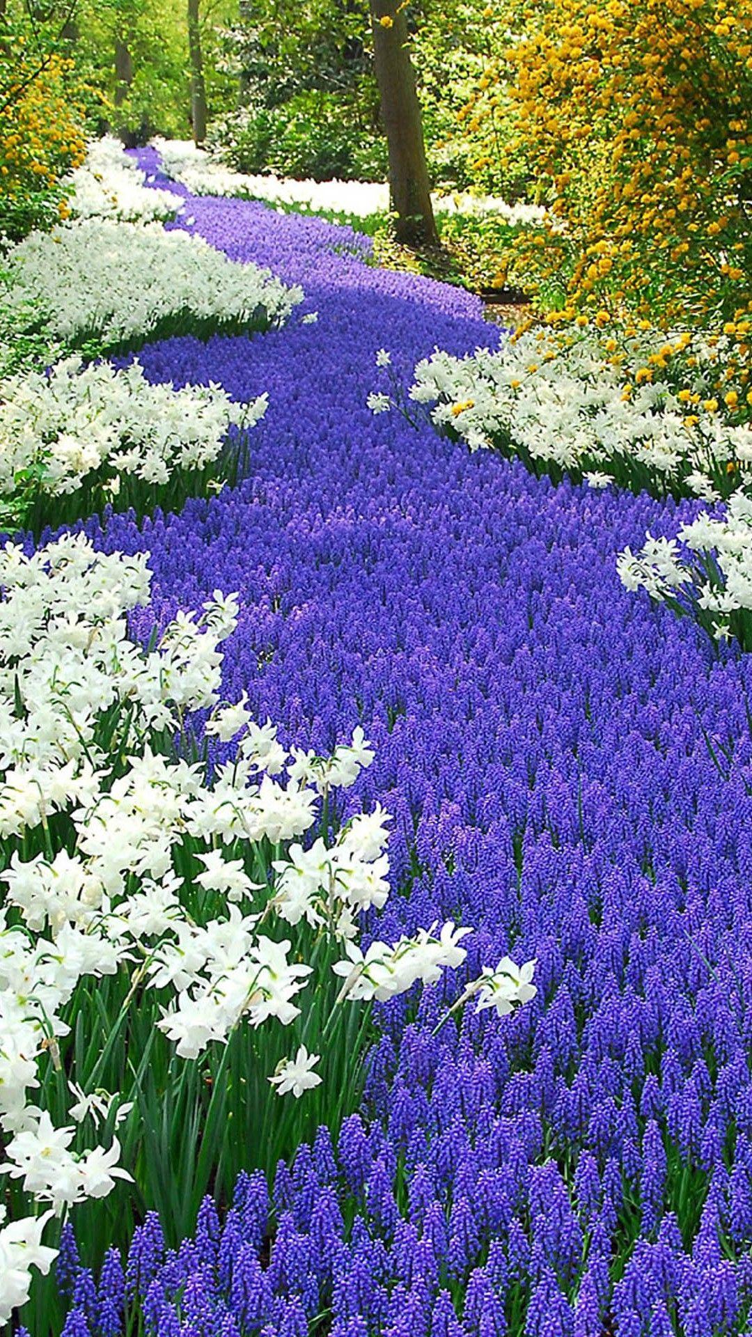 1080x1920 Nature Purple And White Flowers Field iPhone 8 Wallpaper Free Download