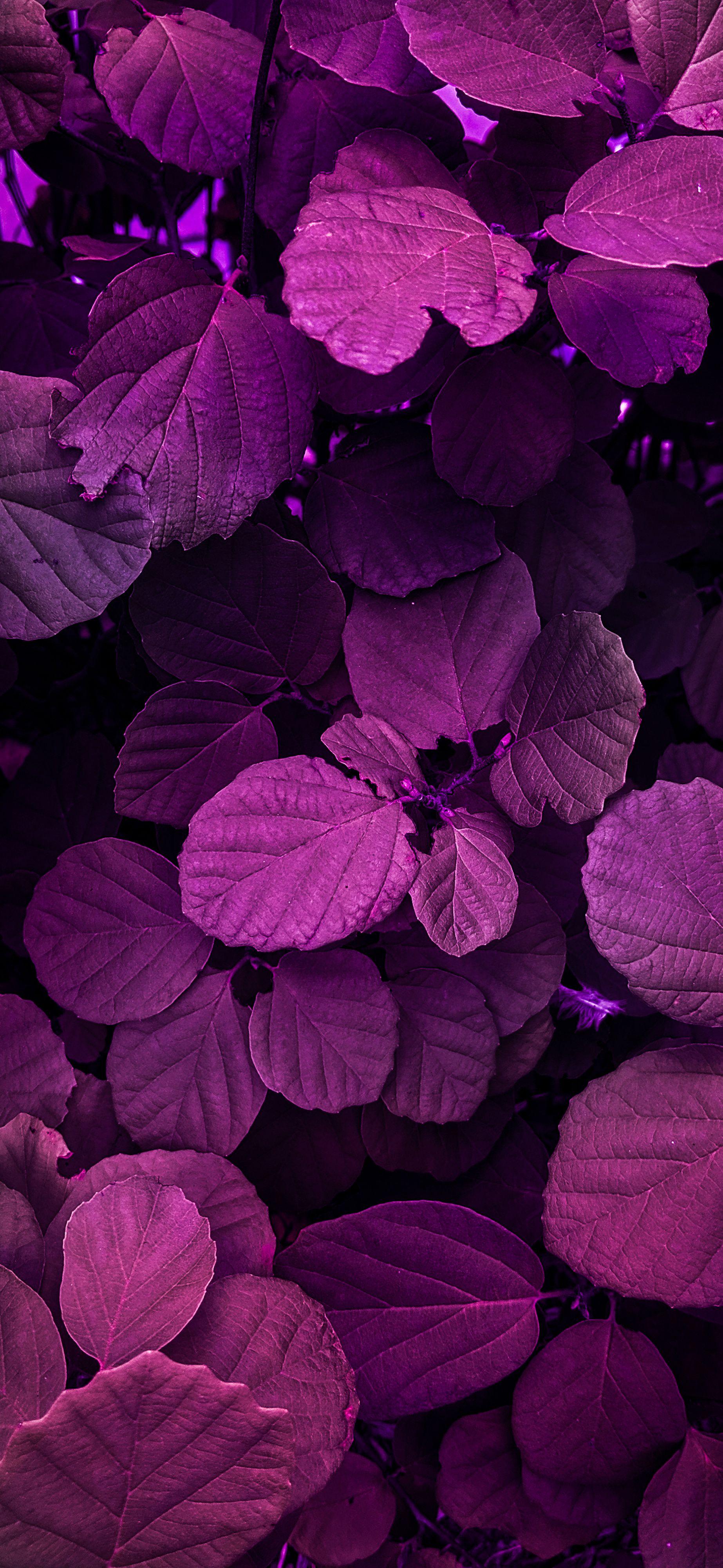 1846x4000 HDR nature photography wallpaper for iPhone 11