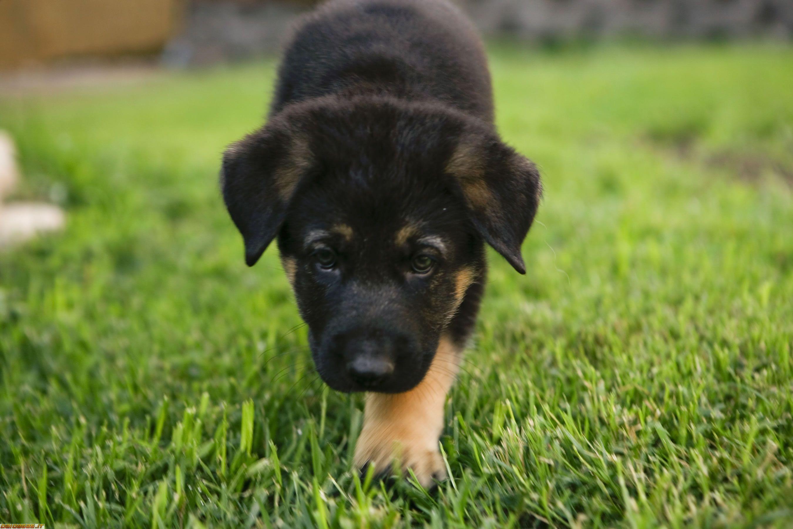 German Shepherd Puppies Wallpapers - Top Free German Shepherd Puppies Backgrounds - WallpaperAccess