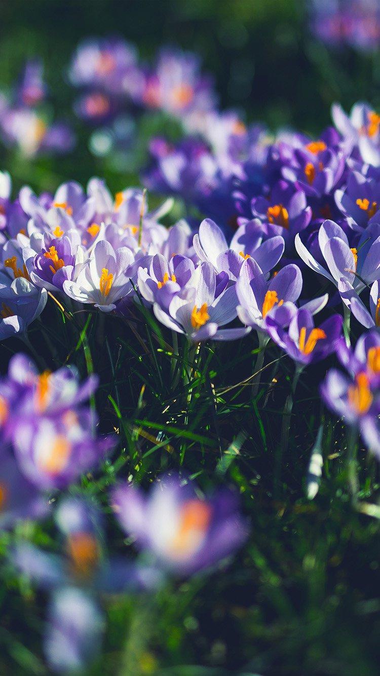 750x1334 iPhone 6 Purple Nature Wallpaper