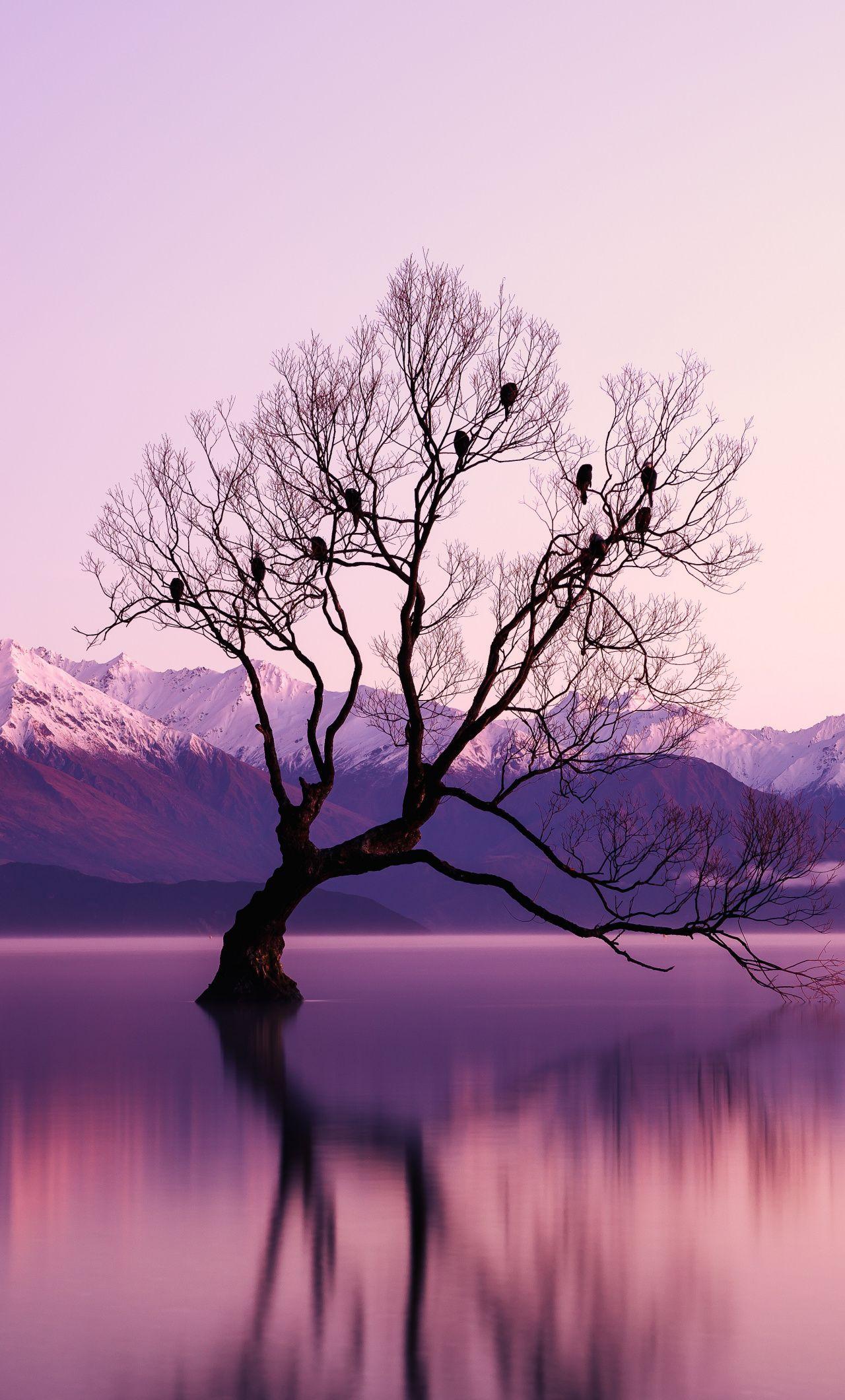 1280x2120 Download Tree, lake, reflections, nature, violet sunset wallpaper, 1280x iPhone 6 Plus