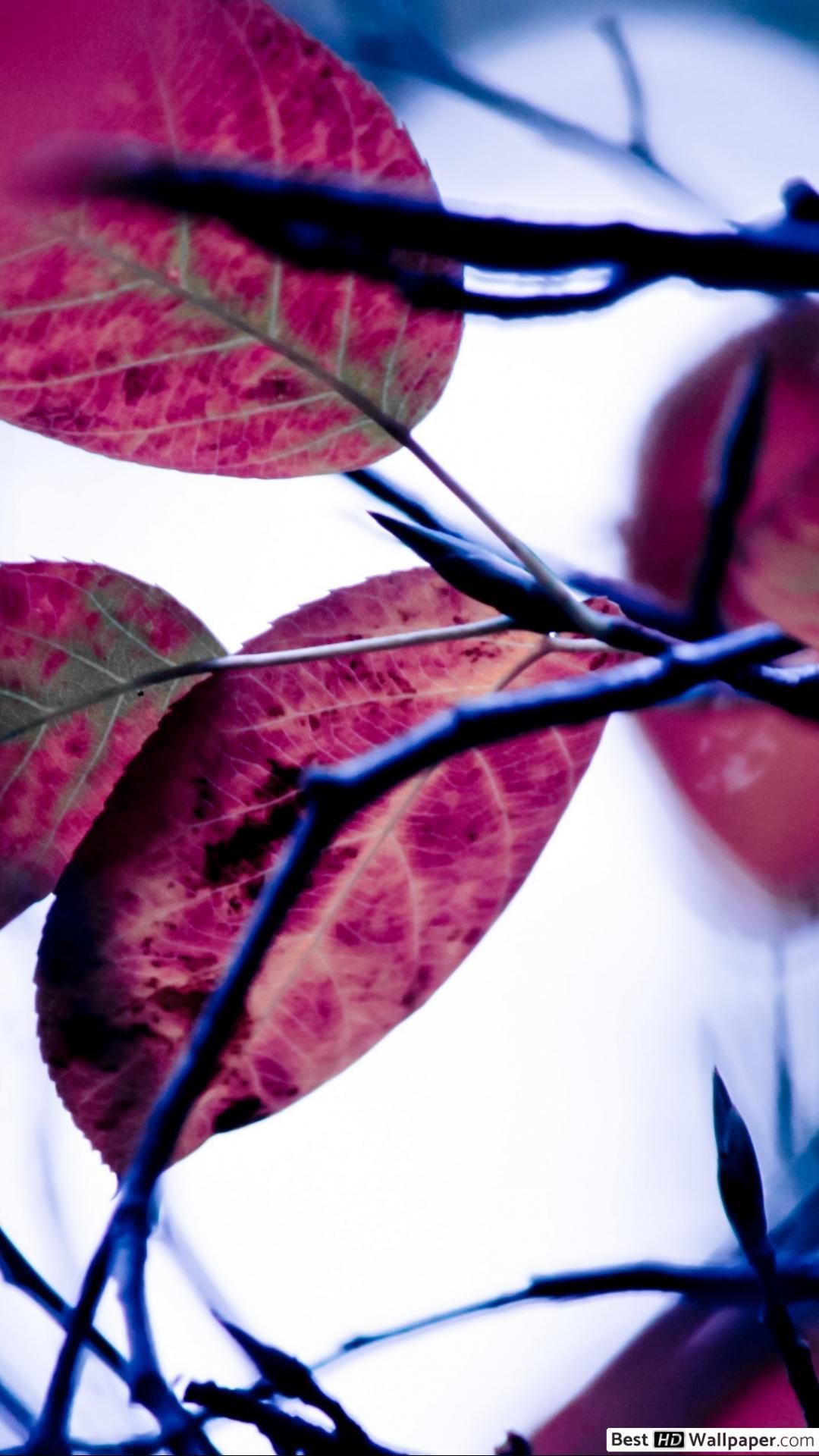 1080x1920 Nature leaves HD wallpaper download