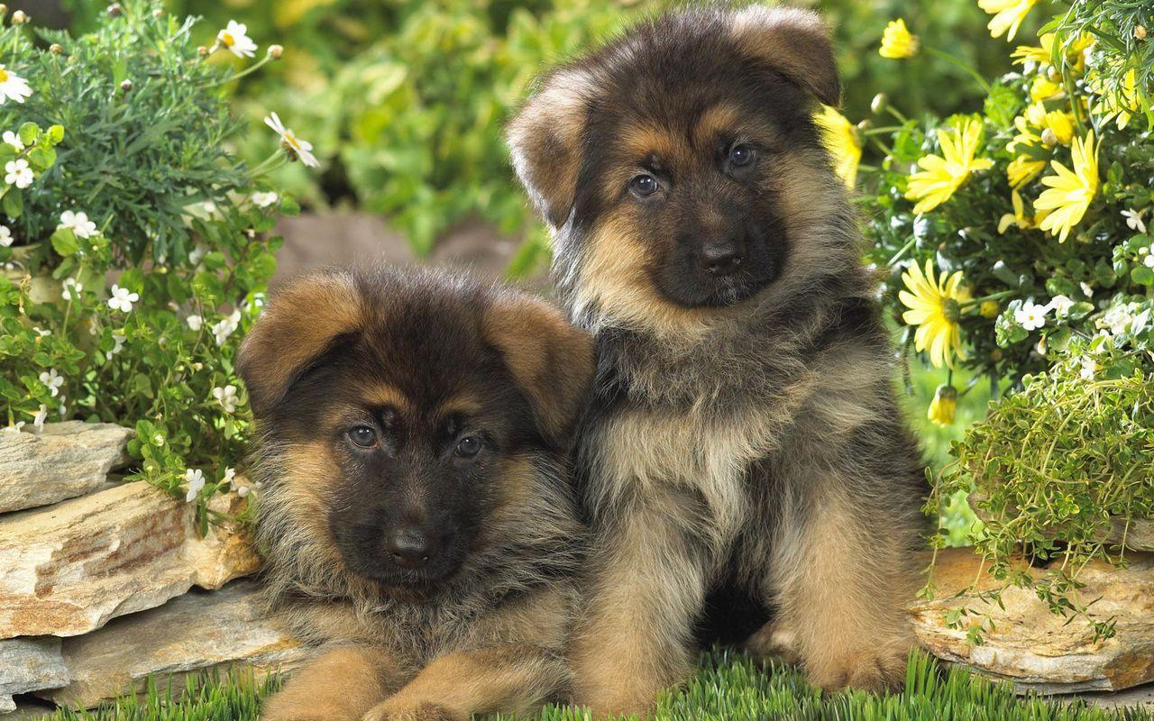 German Shepherd Puppies Wallpapers - Top Free German Shepherd Puppies ...