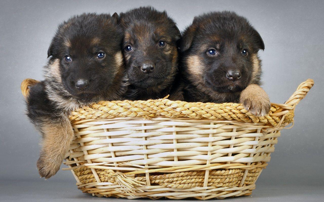 1280x800 German Shepherd Wallpaper. HD Dogs Wallpaper