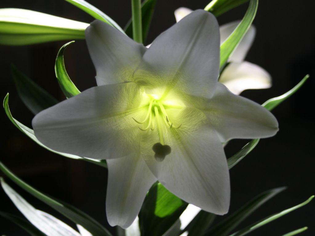 Easter Lily Wallpapers Top Free Easter Lily Backgrounds WallpaperAccess 3708135