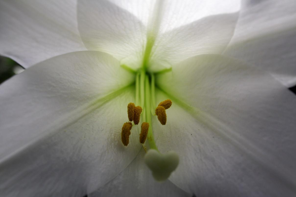 Easter Lily Wallpapers - Top Free Easter Lily Backgrounds - WallpaperAccess