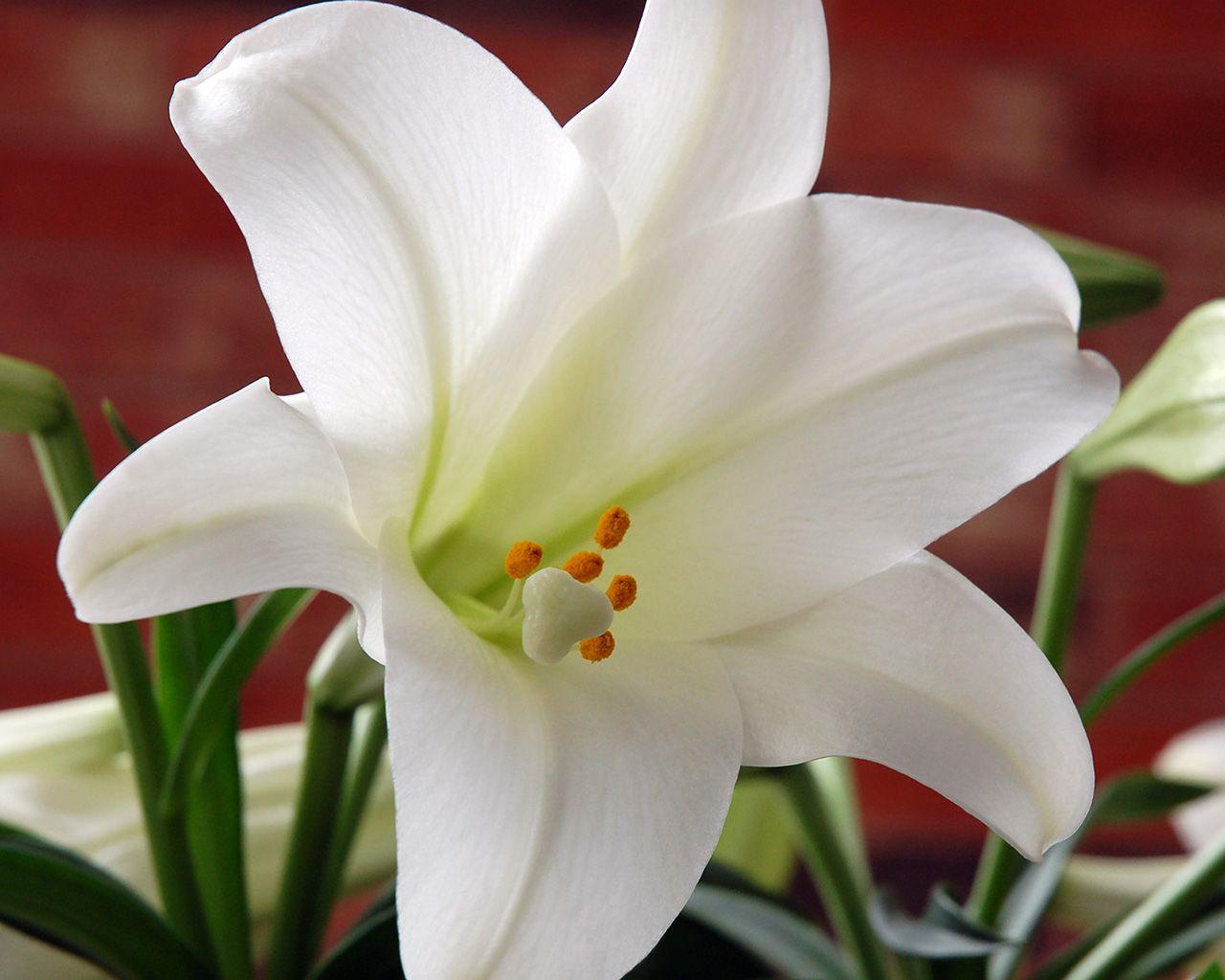 Easter Lily Wallpapers Top Free Easter Lily Backgrounds WallpaperAccess 3708173