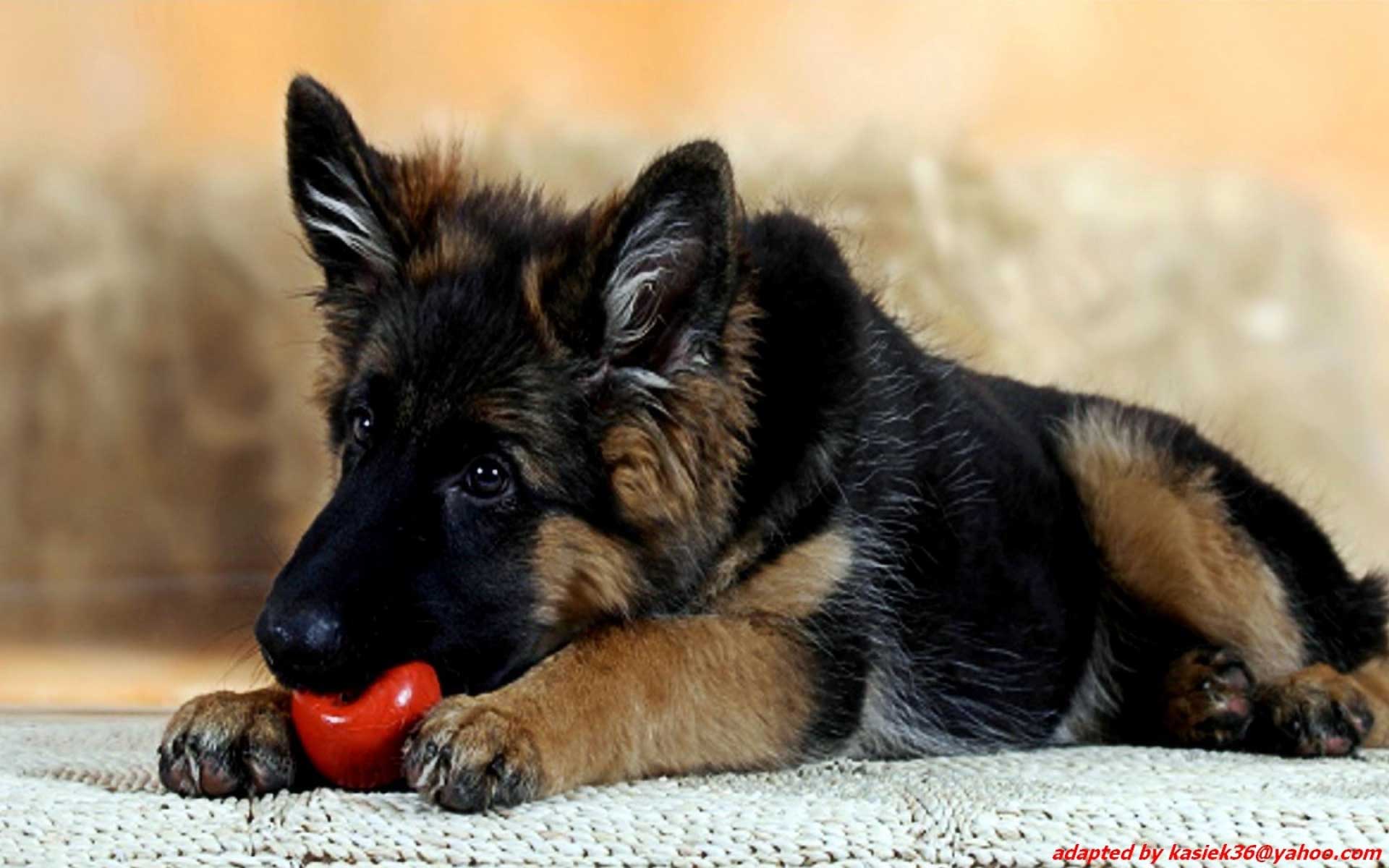1920x1200 German Shepherd Puppies Wallpaper For Desktopkindofpets
